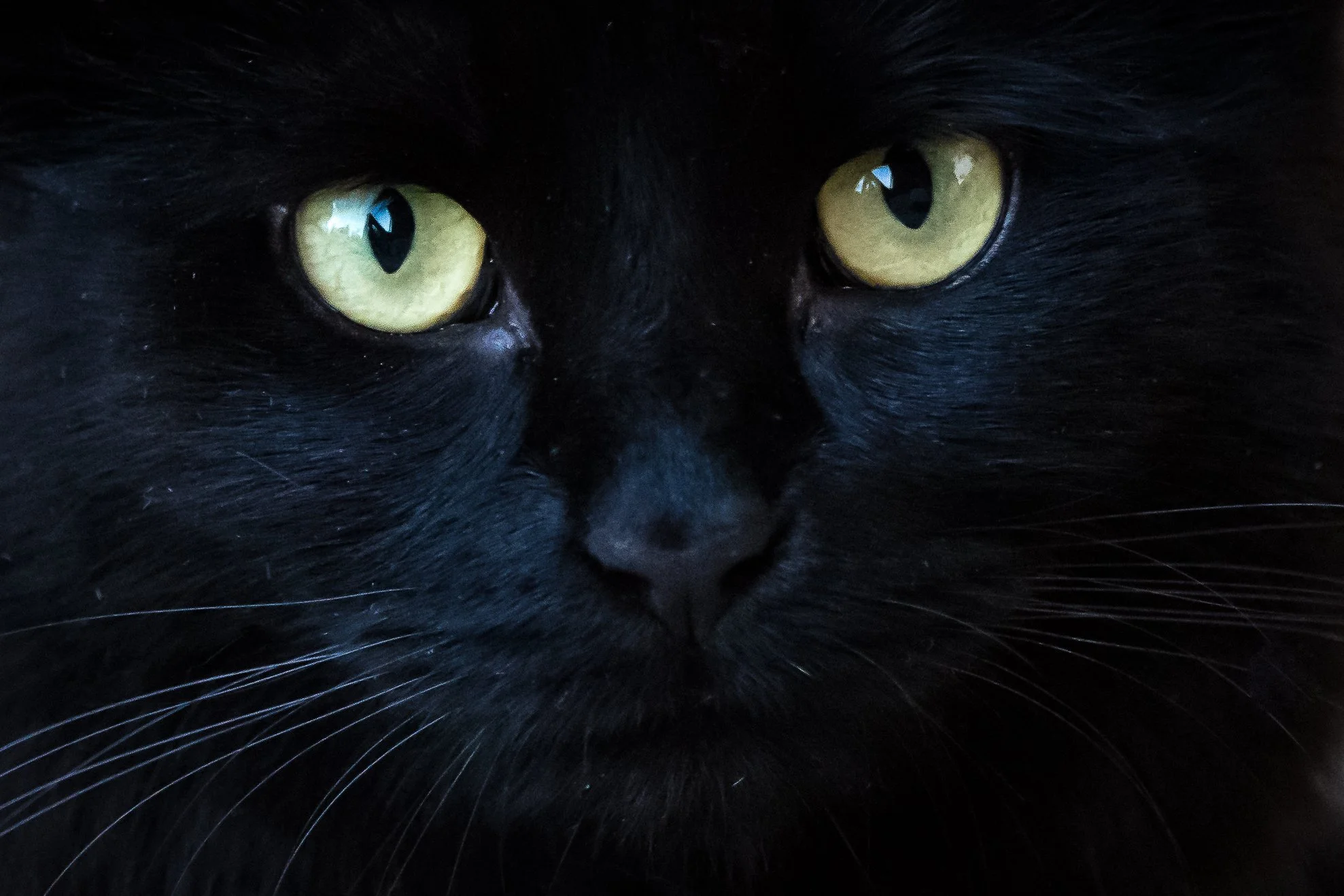 Black Cat