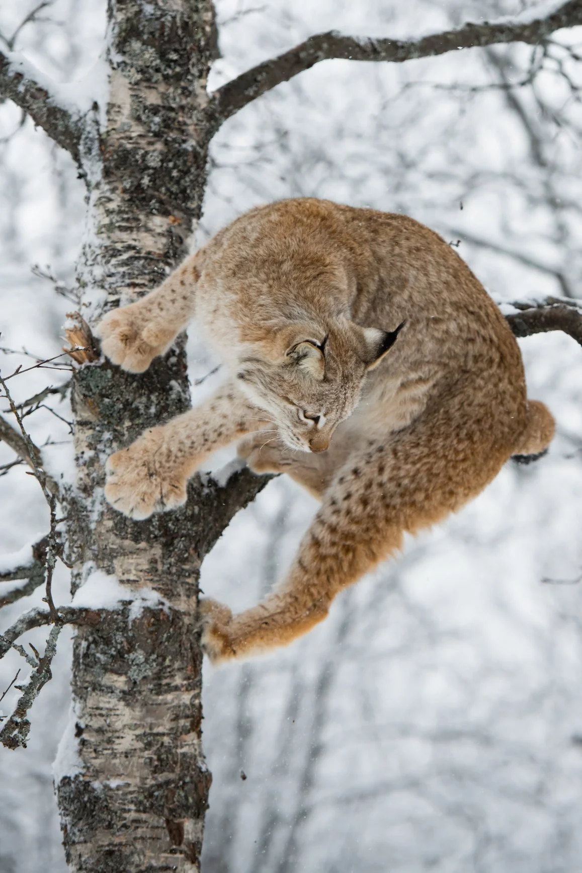 A lynx climbing a snow-covered tree in a winter forest.