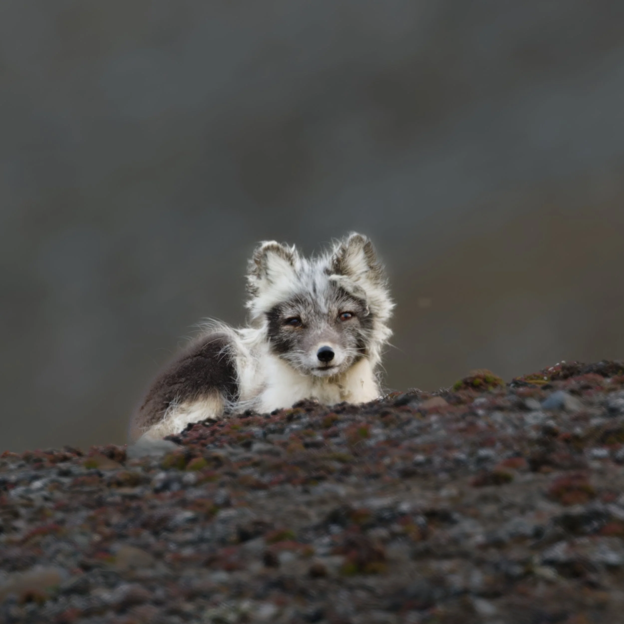 Arctic Fox Scout