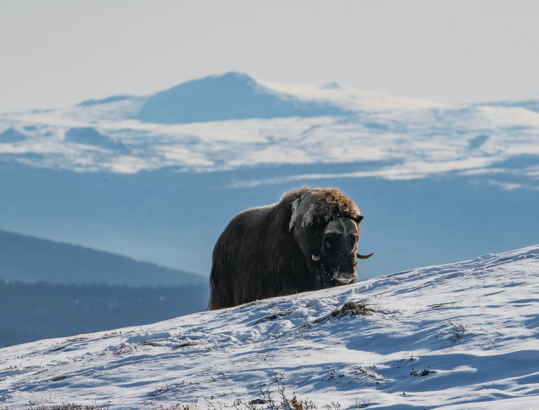 A bison standing on snowy ground with distant snow-capped mountains in the background. The location is Dovrefjell, Norway.