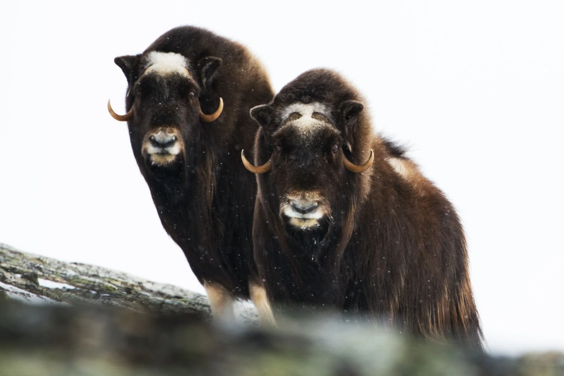 Two musk oxen standing on a snowy landscape with a white background.