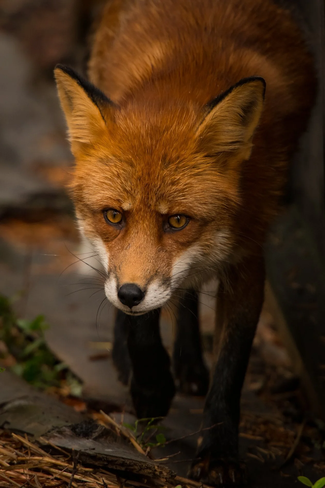 A close-up of a red fox walking on a forest floor with leaves and small plants