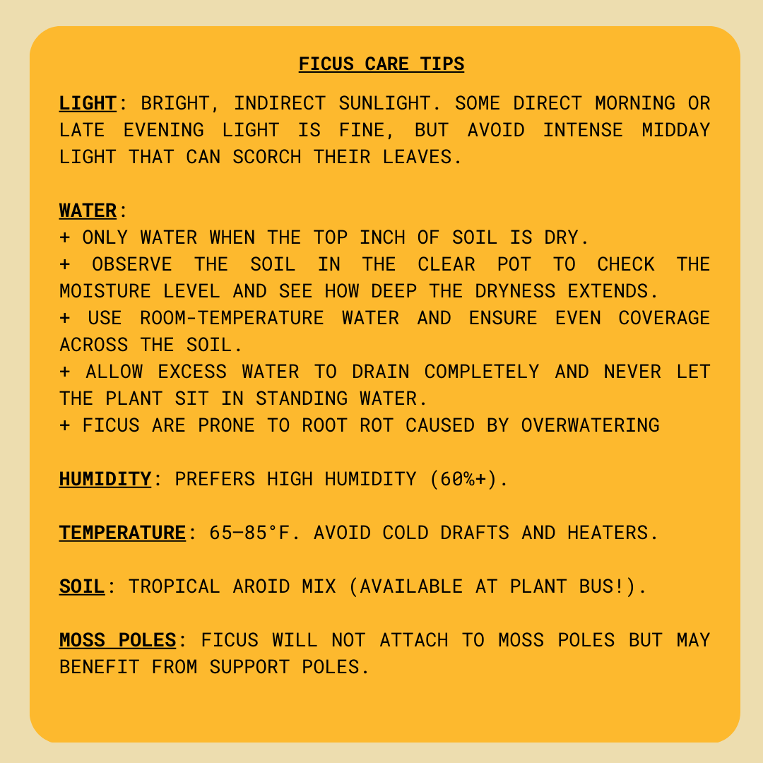 Ficus Care Guide — Plant Bus