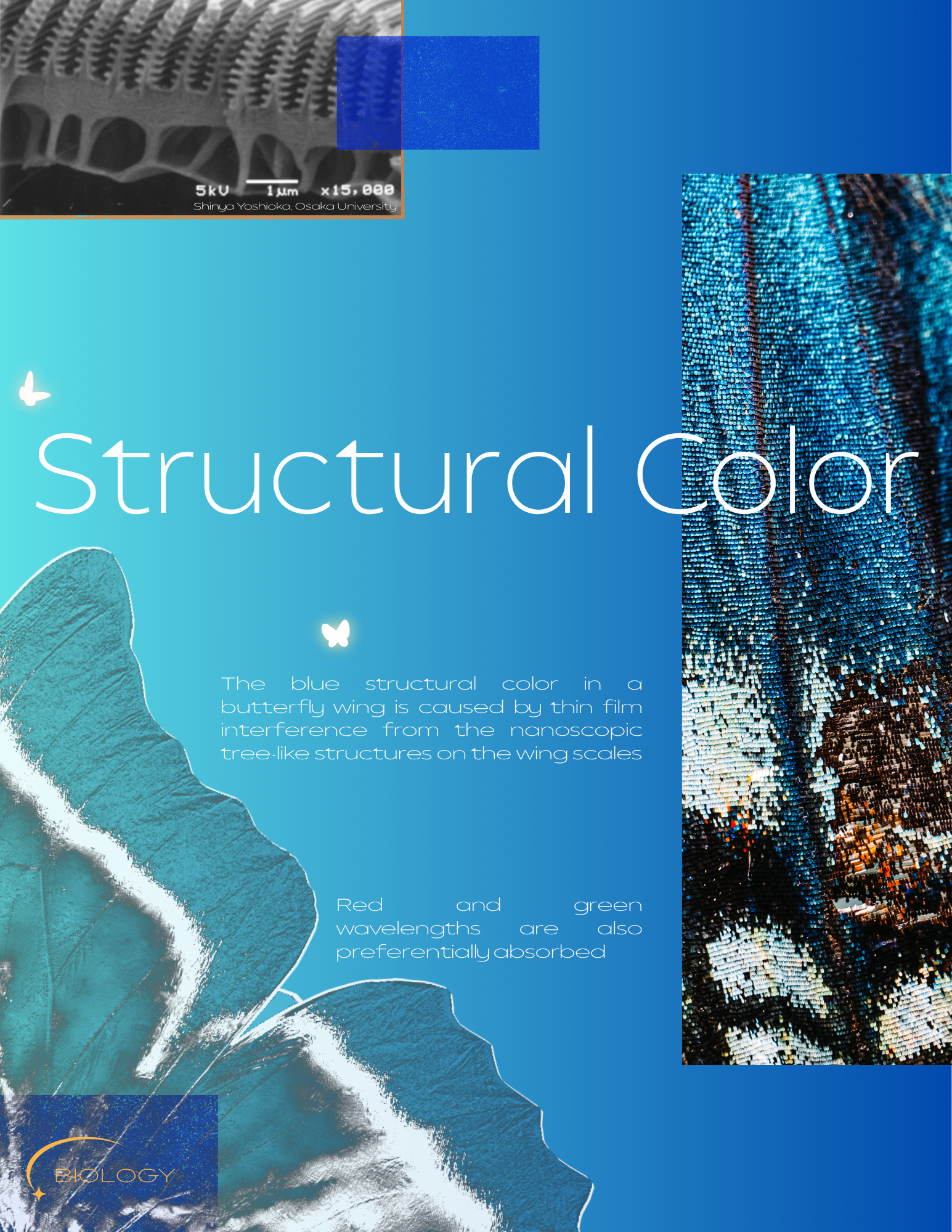 Structural Color.png