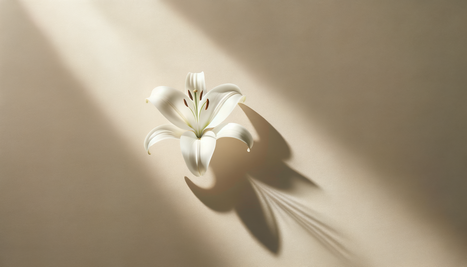 Weiße Lilie auf beigem Hintergrund mit Schatten