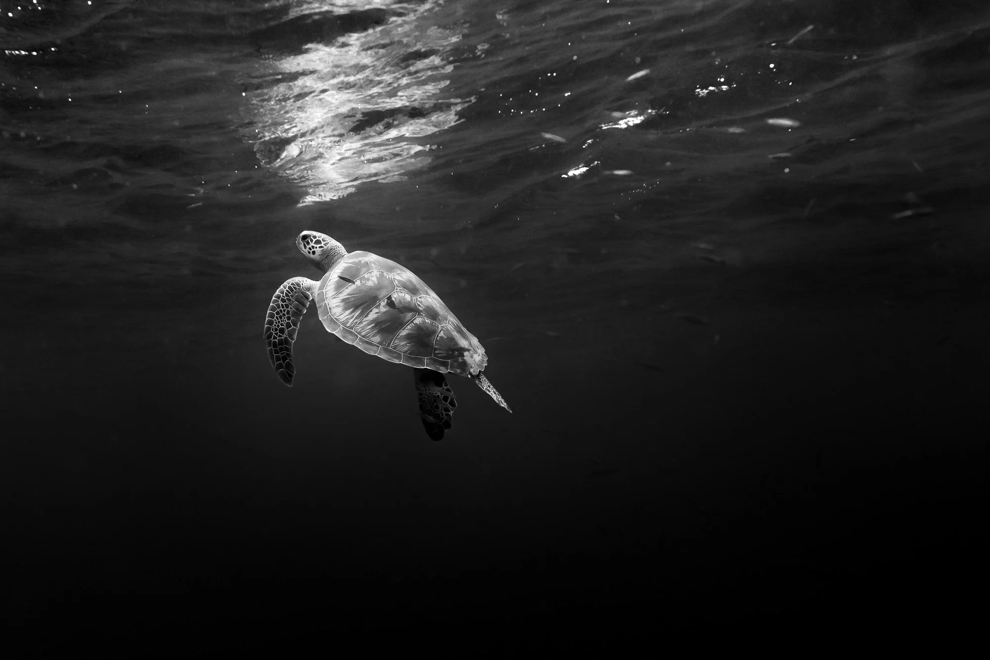 BW-©CharlotteBories-45-nano.jpg