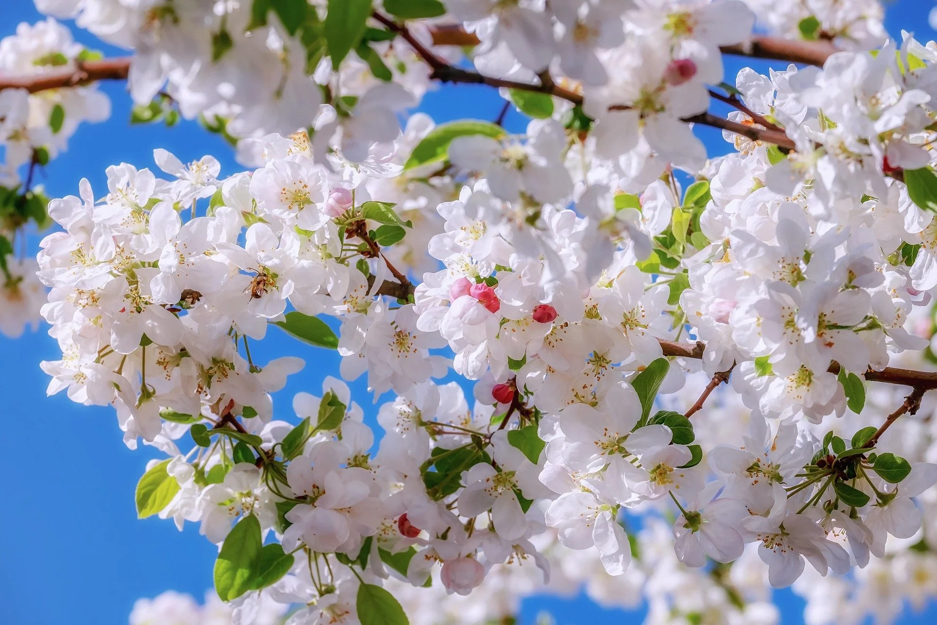 Weiße Blüten an einem blühenden Baum gegen einen blauen Himmel.