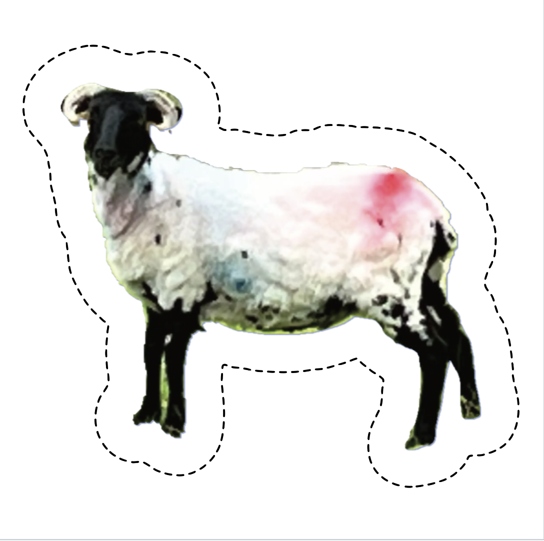 random sheep.png