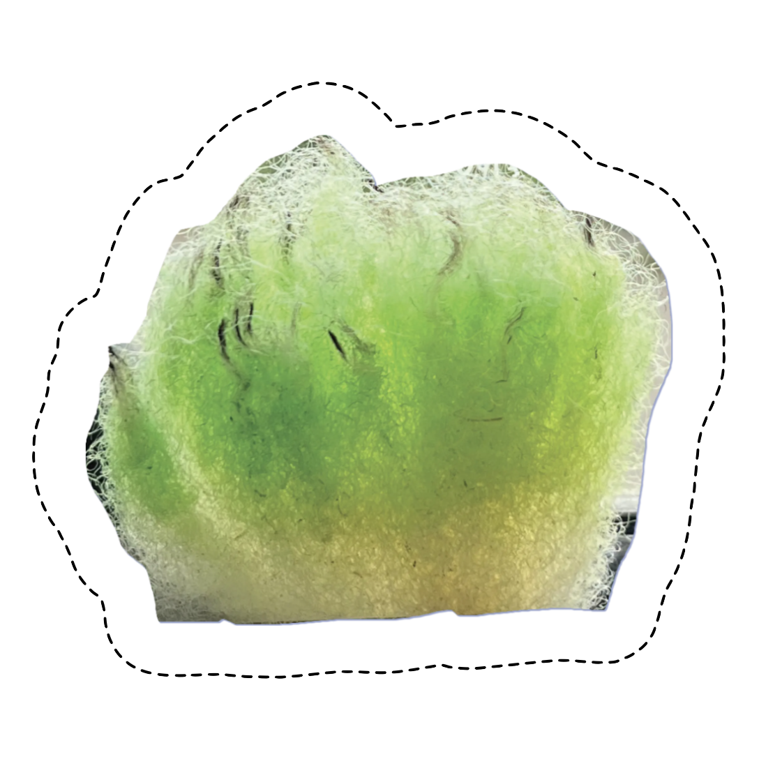 orla barry memento.png