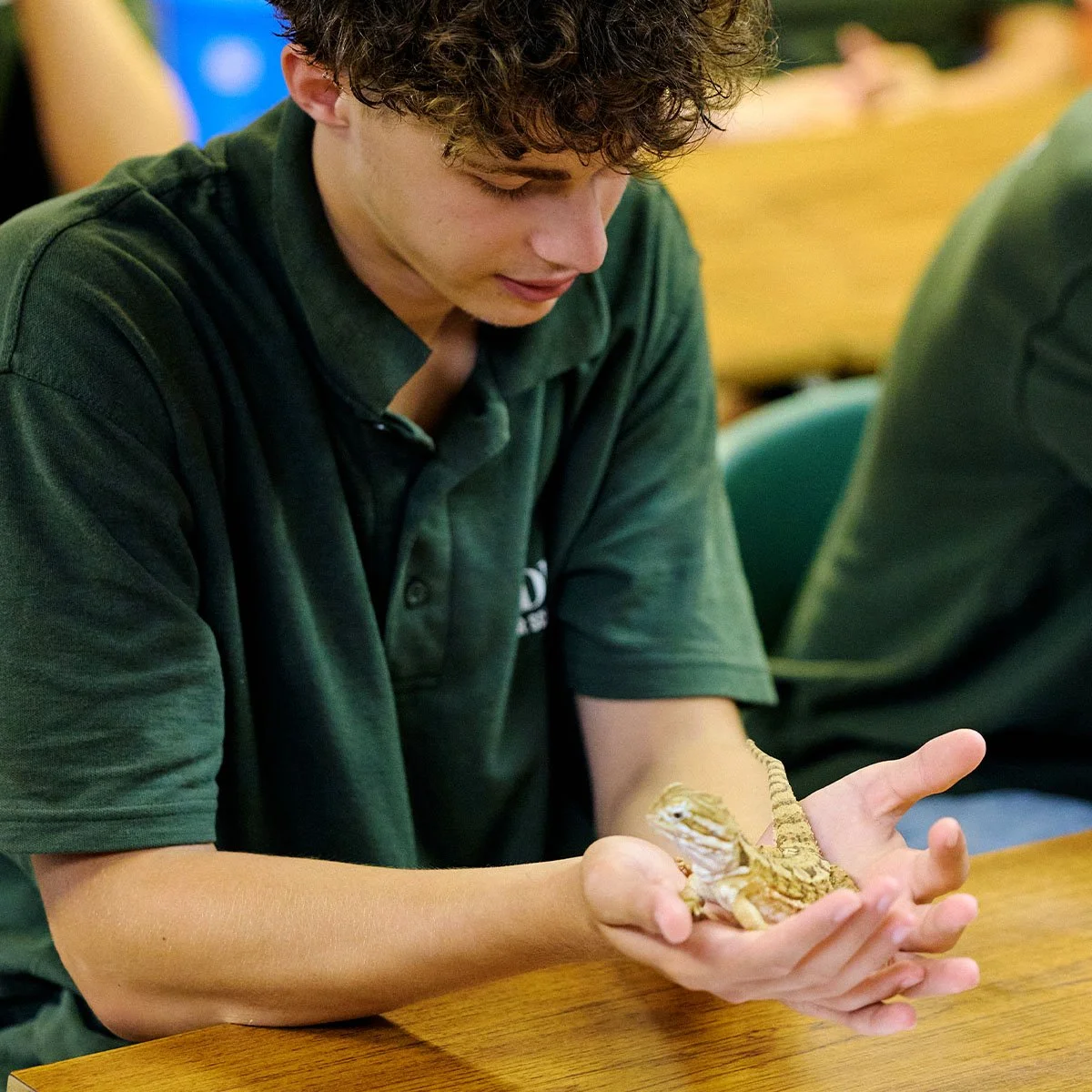 Joven con camiseta verde sosteniendo un dragón barbudo de color marrón sobre sus manos, sentado junto a una mesa.