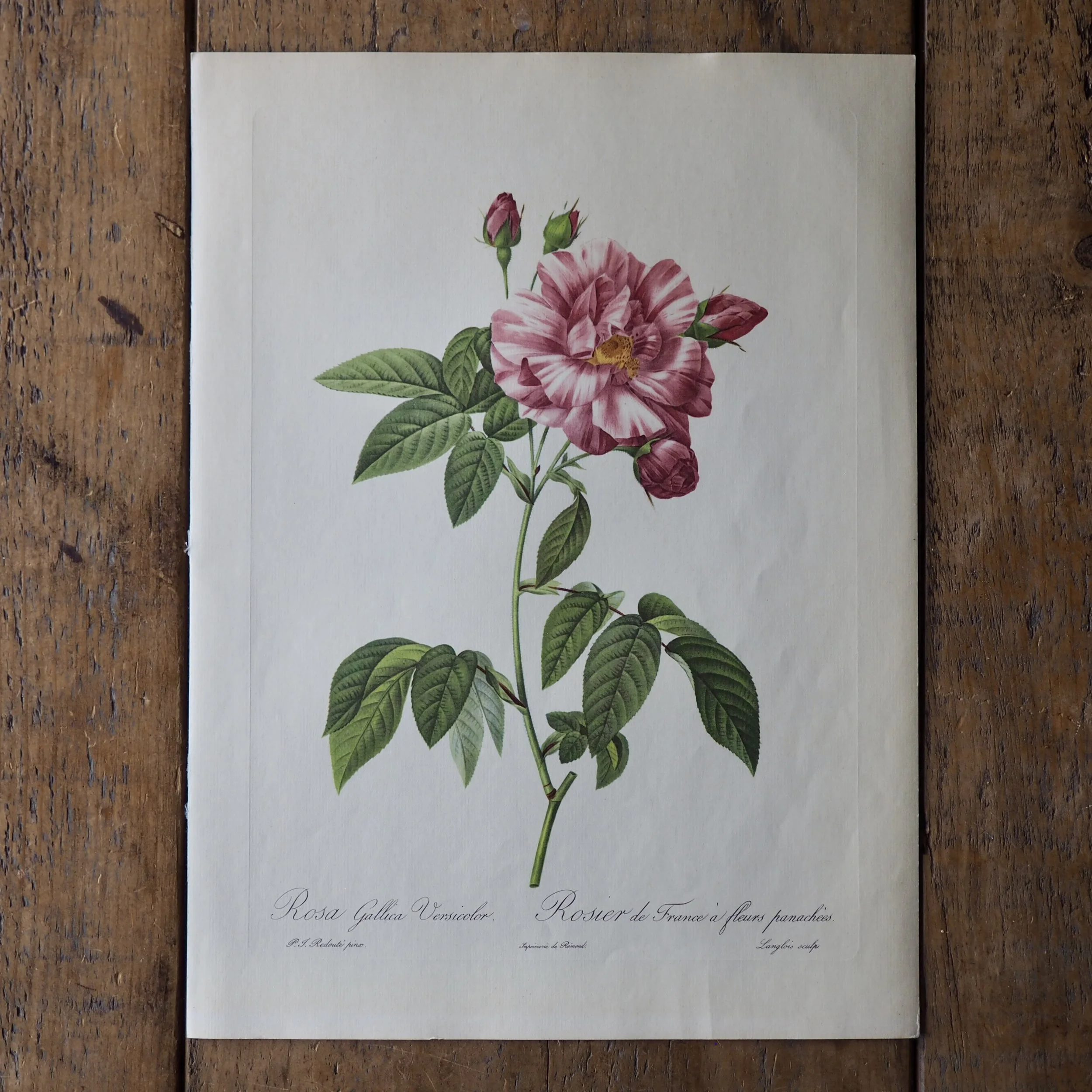 Pierre-Joseph Redoute Roses bookplate