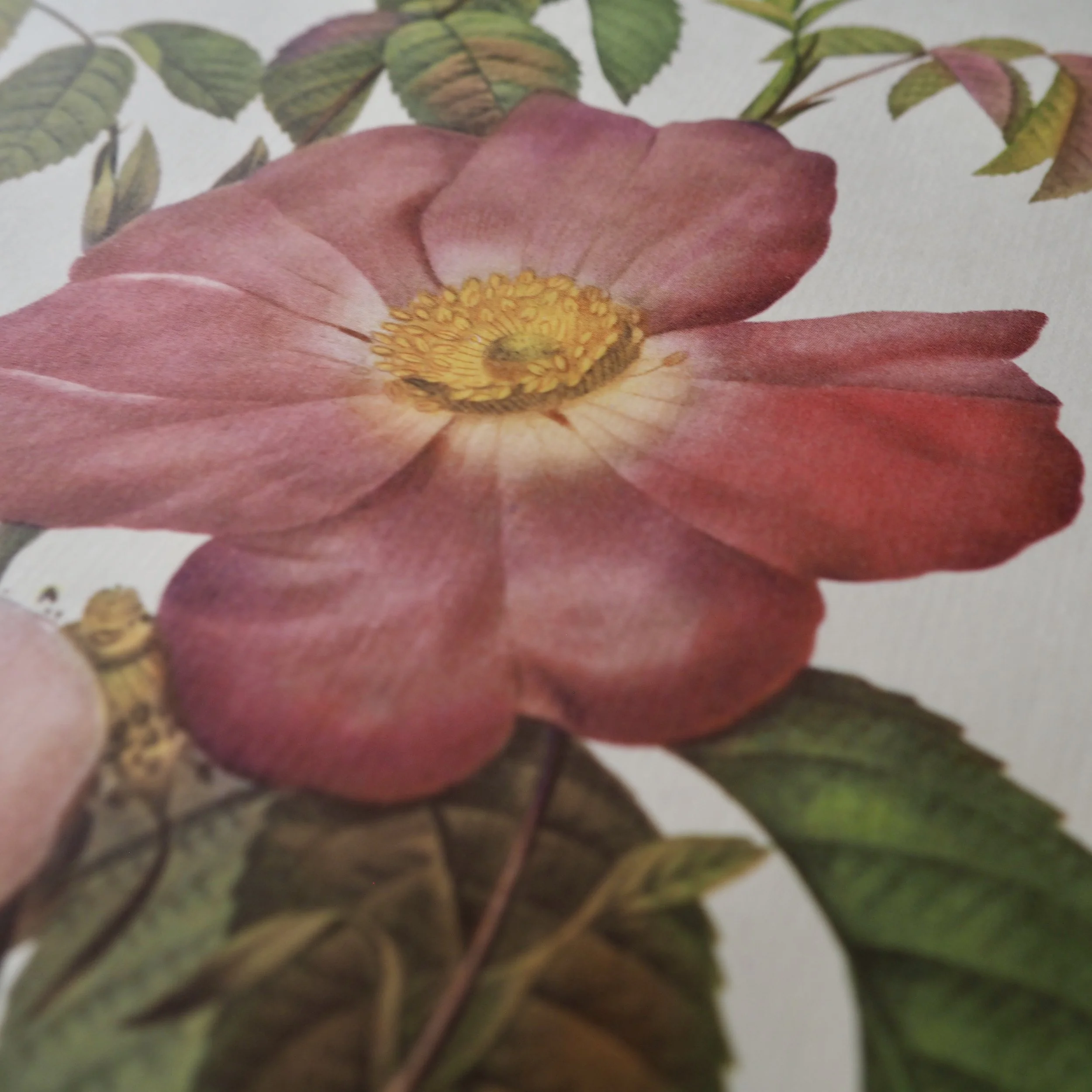 close up vintage roses illustration