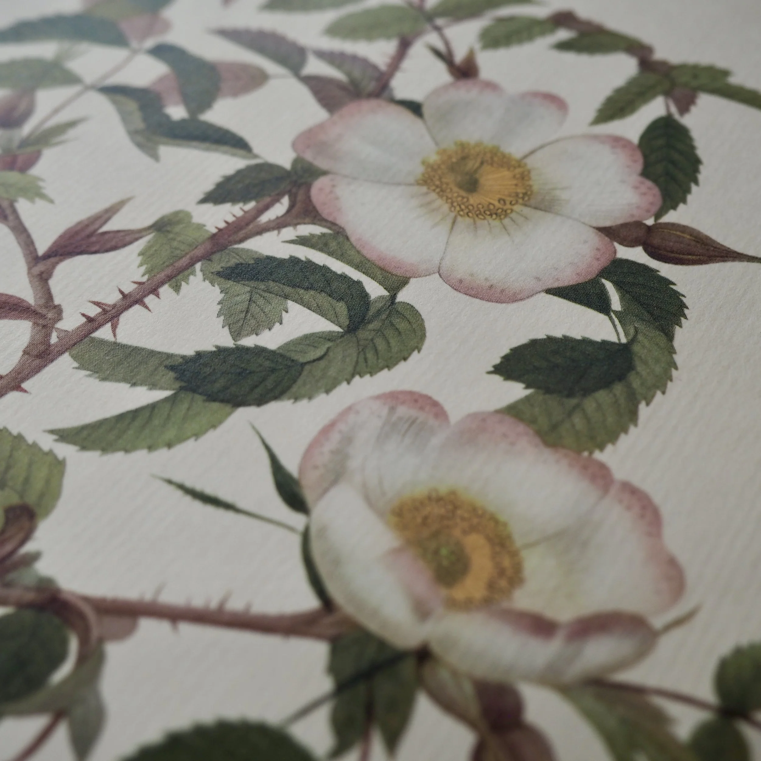 close up of vintage roses bookplate