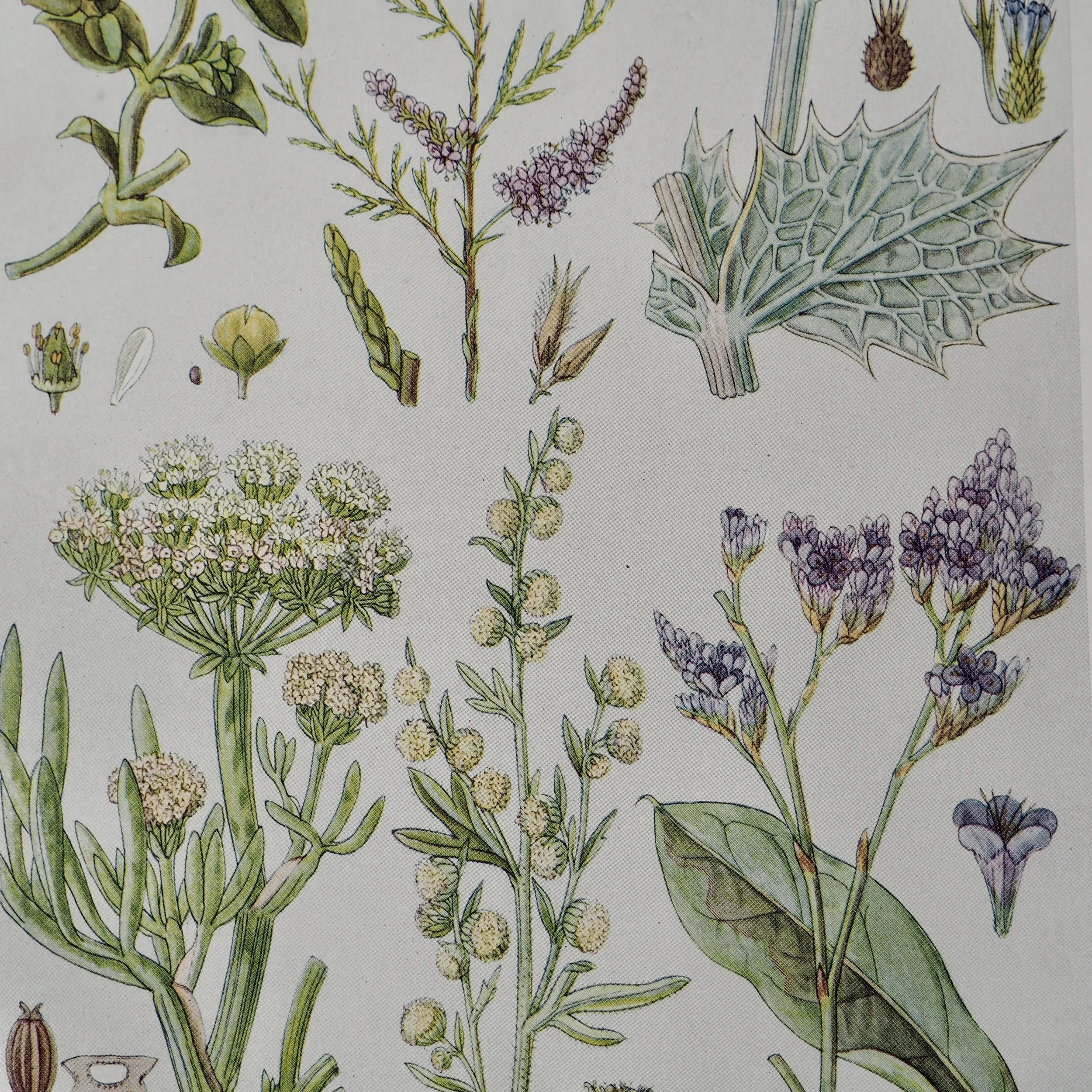 Close up of vintage wildflower bookplate