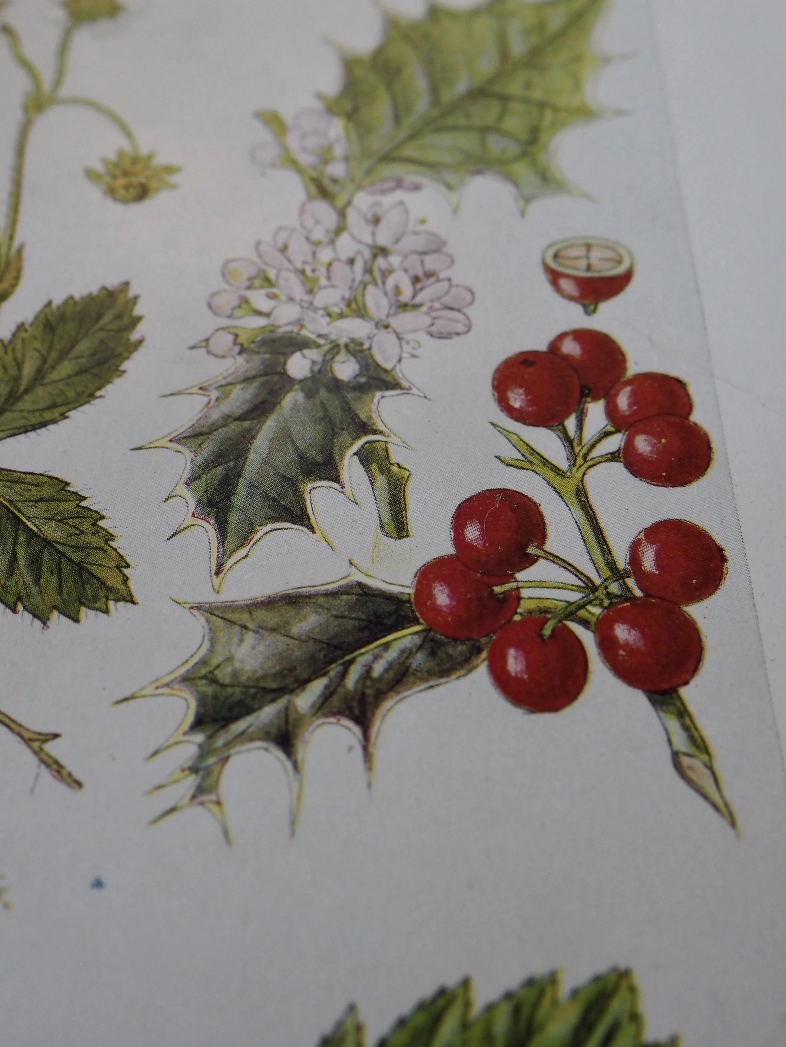 Close up of vintage wildflower botanical bookplate