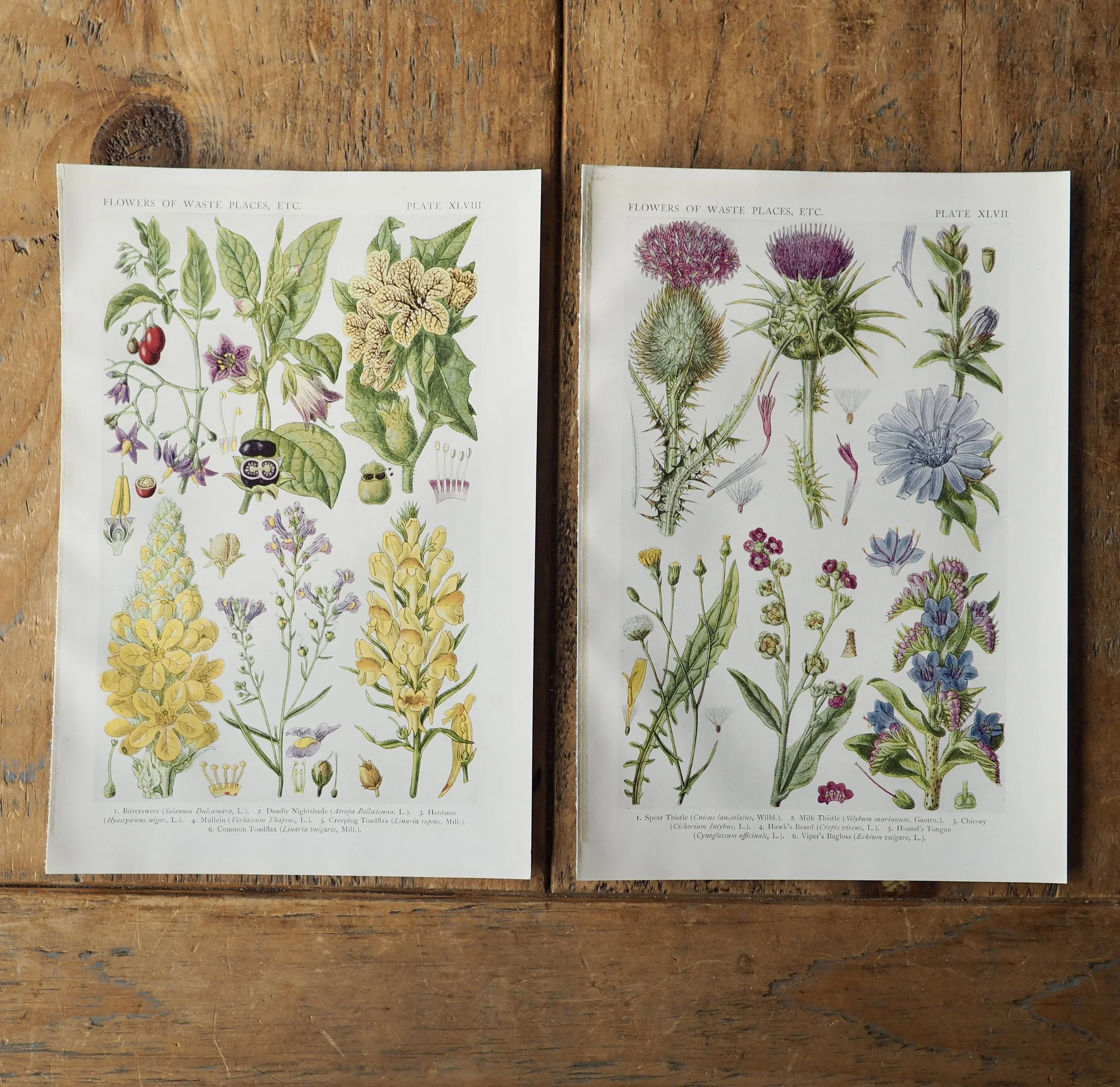 Pair of vintage wildflower bookplates