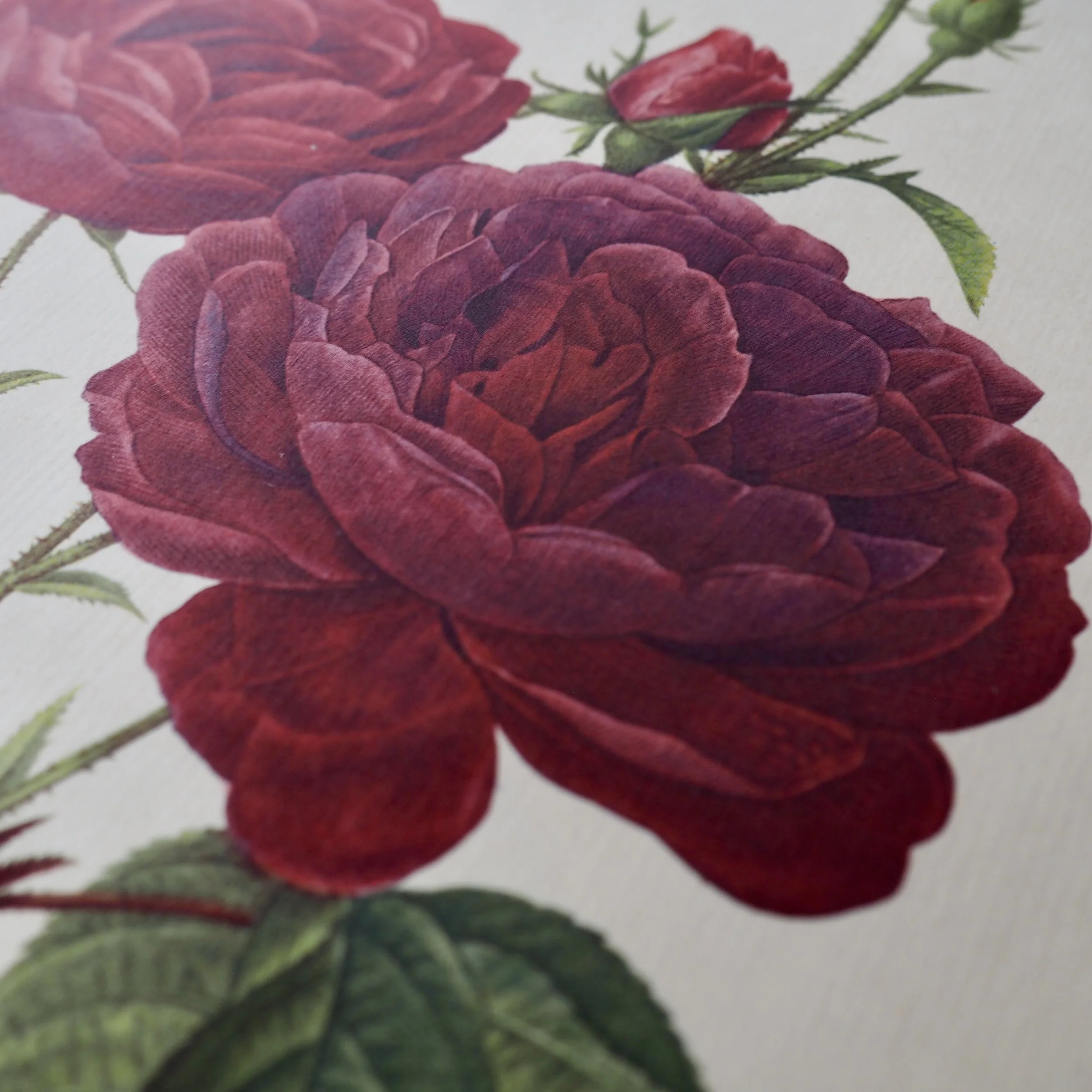 close up of vintage roses bookplate