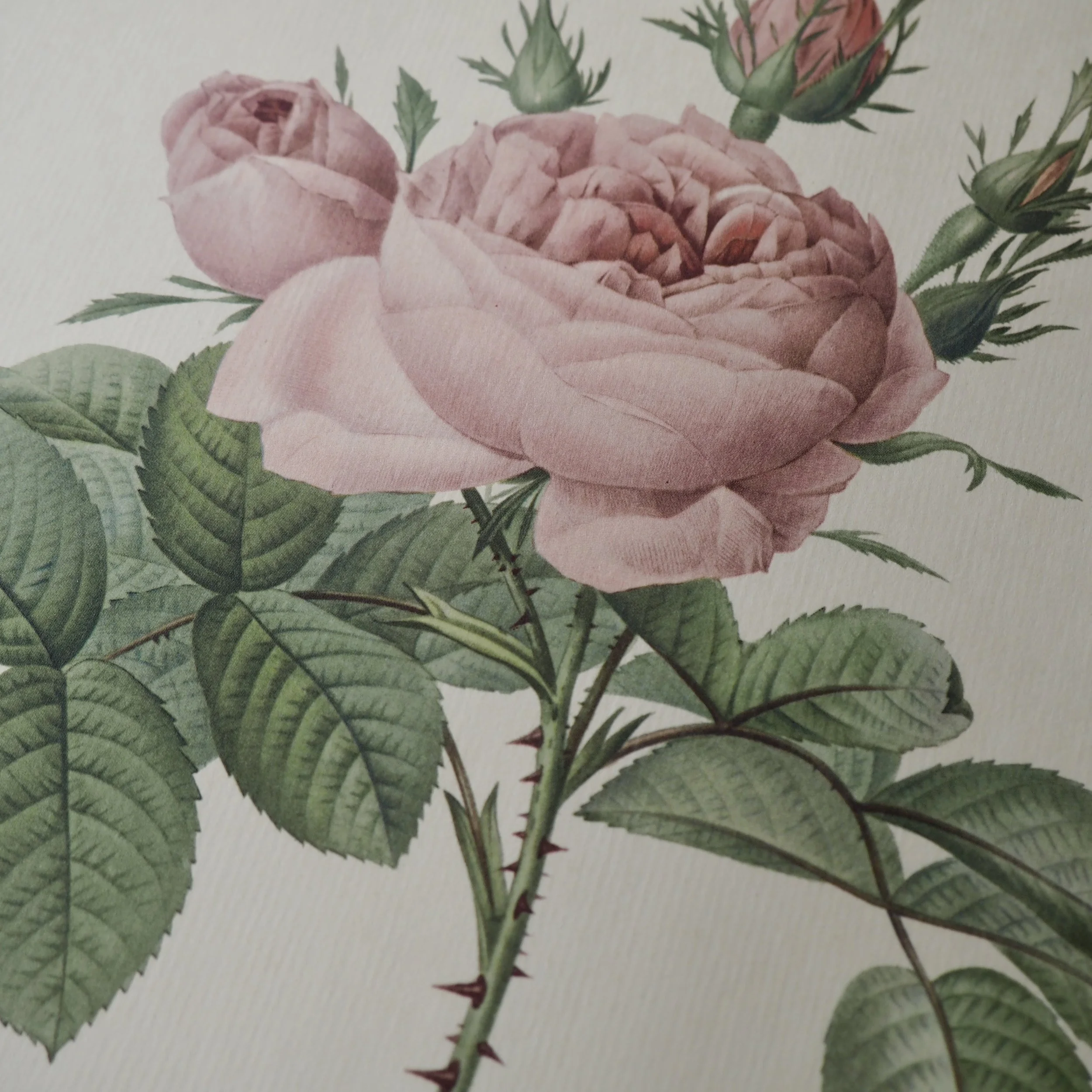 close up of vintage roses bookplate