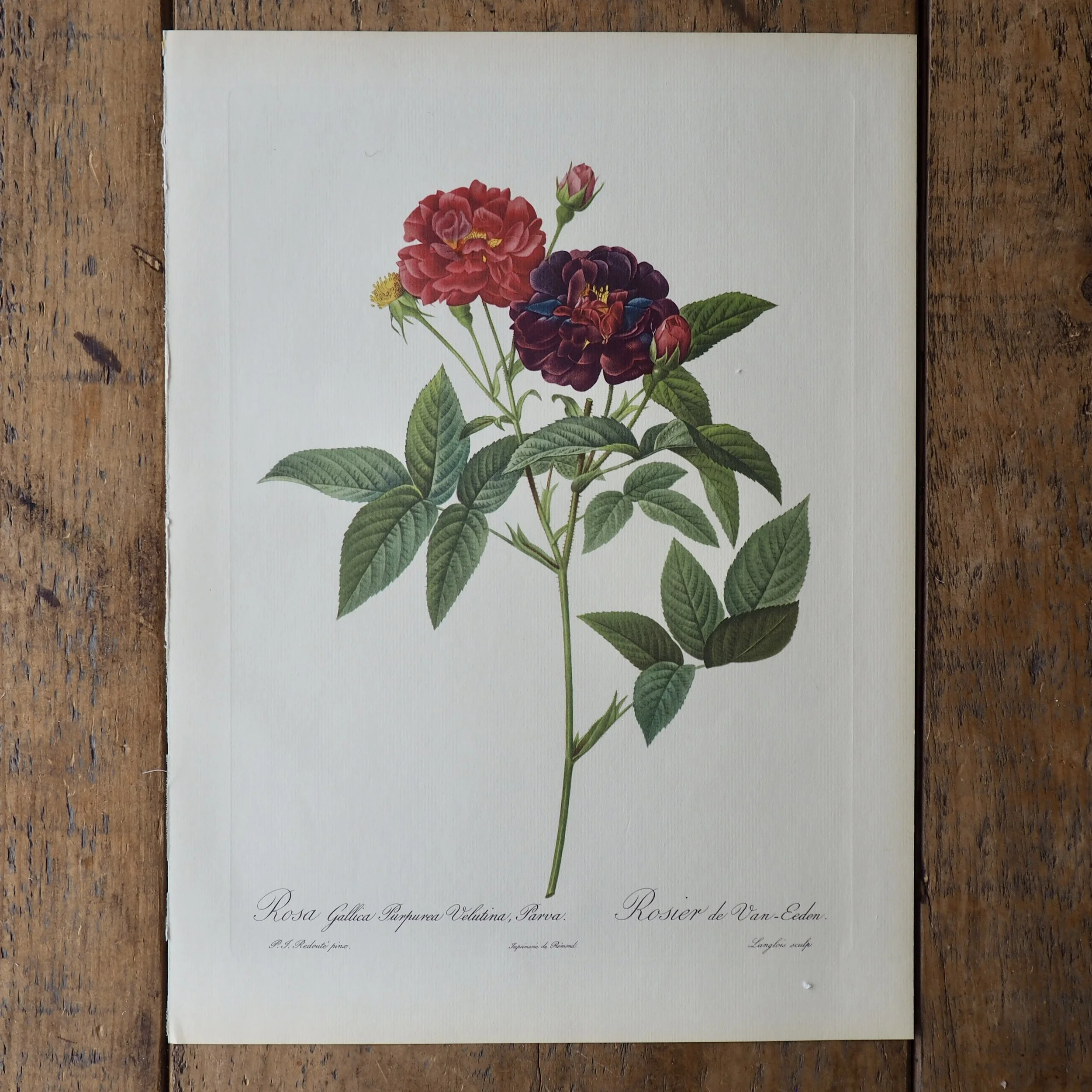 Pierre-Joseph Redoute Roses bookplate
