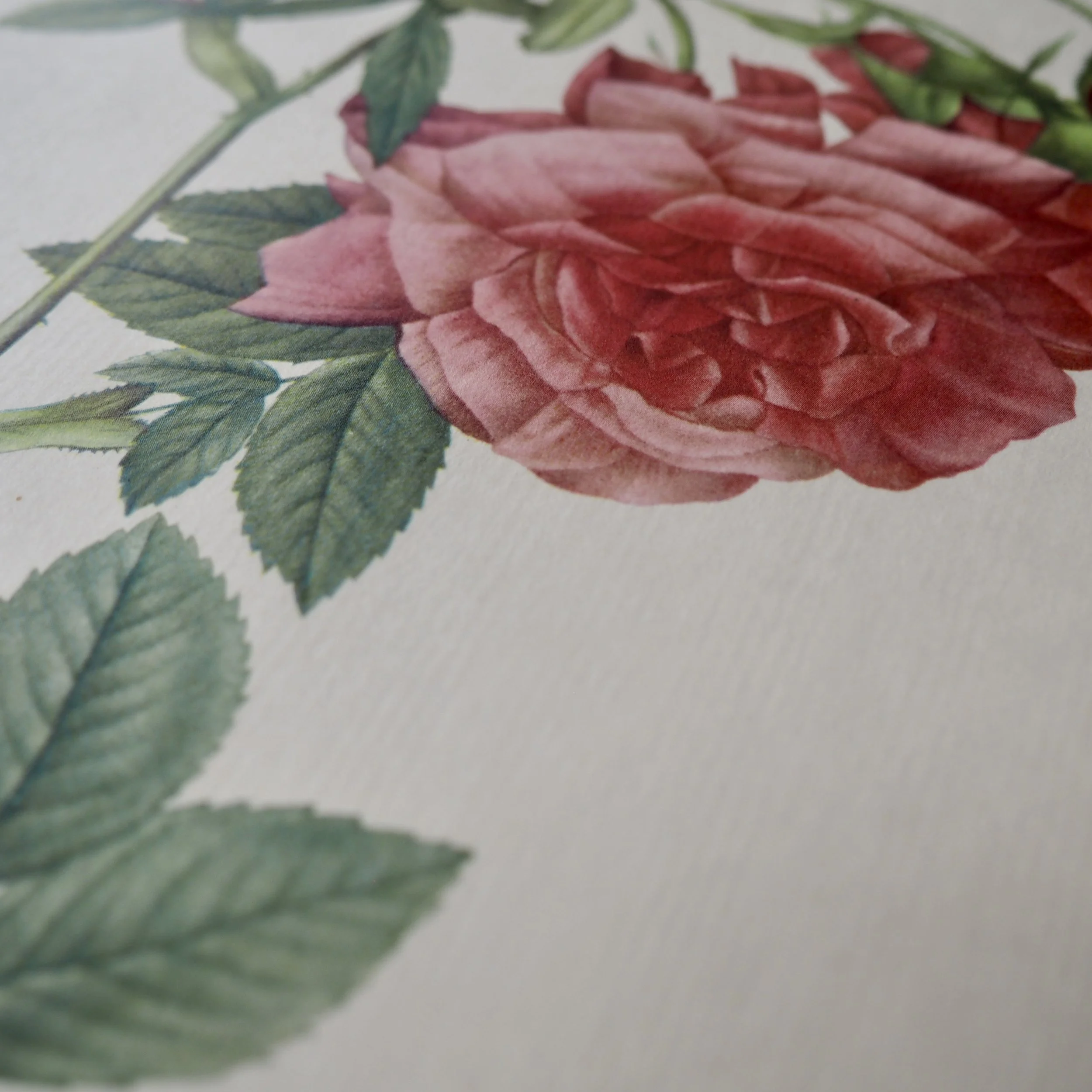 close up of vintage roses bookplate