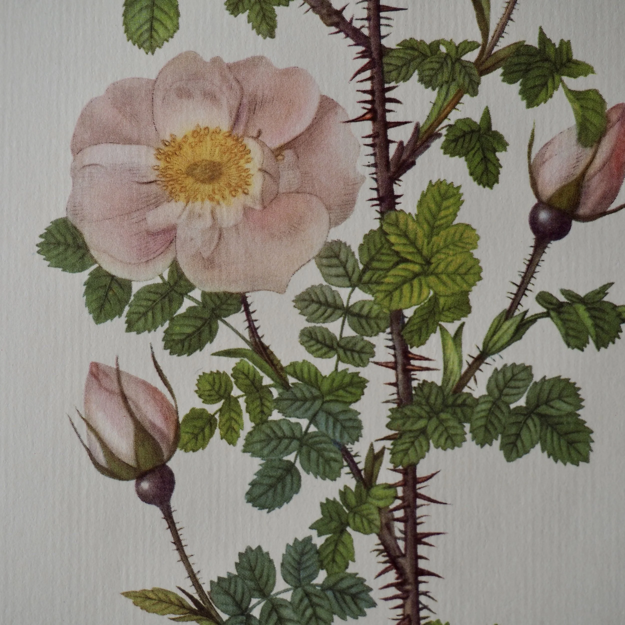 close up vintage roses illustration