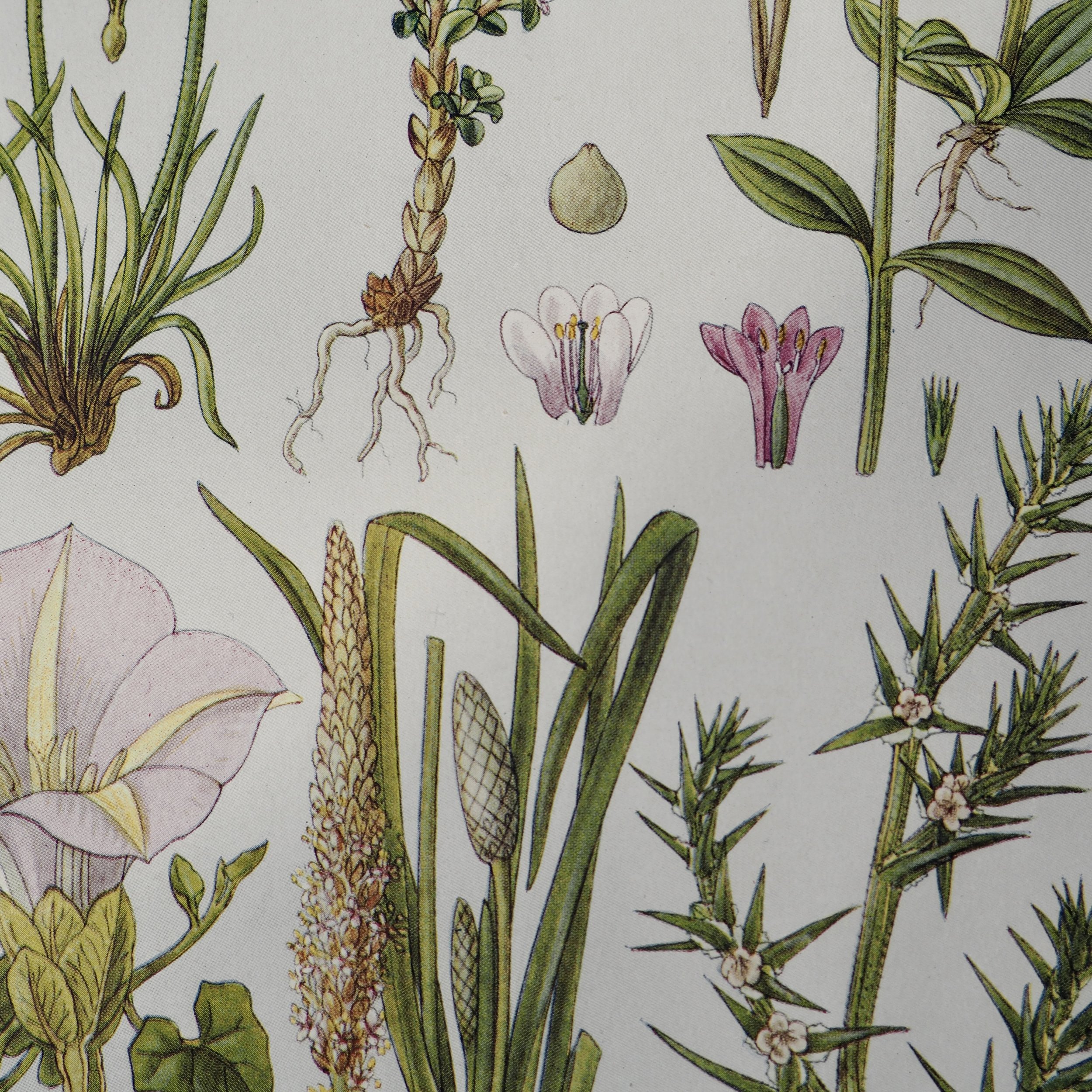 Close up of vintage wildflower bookplate