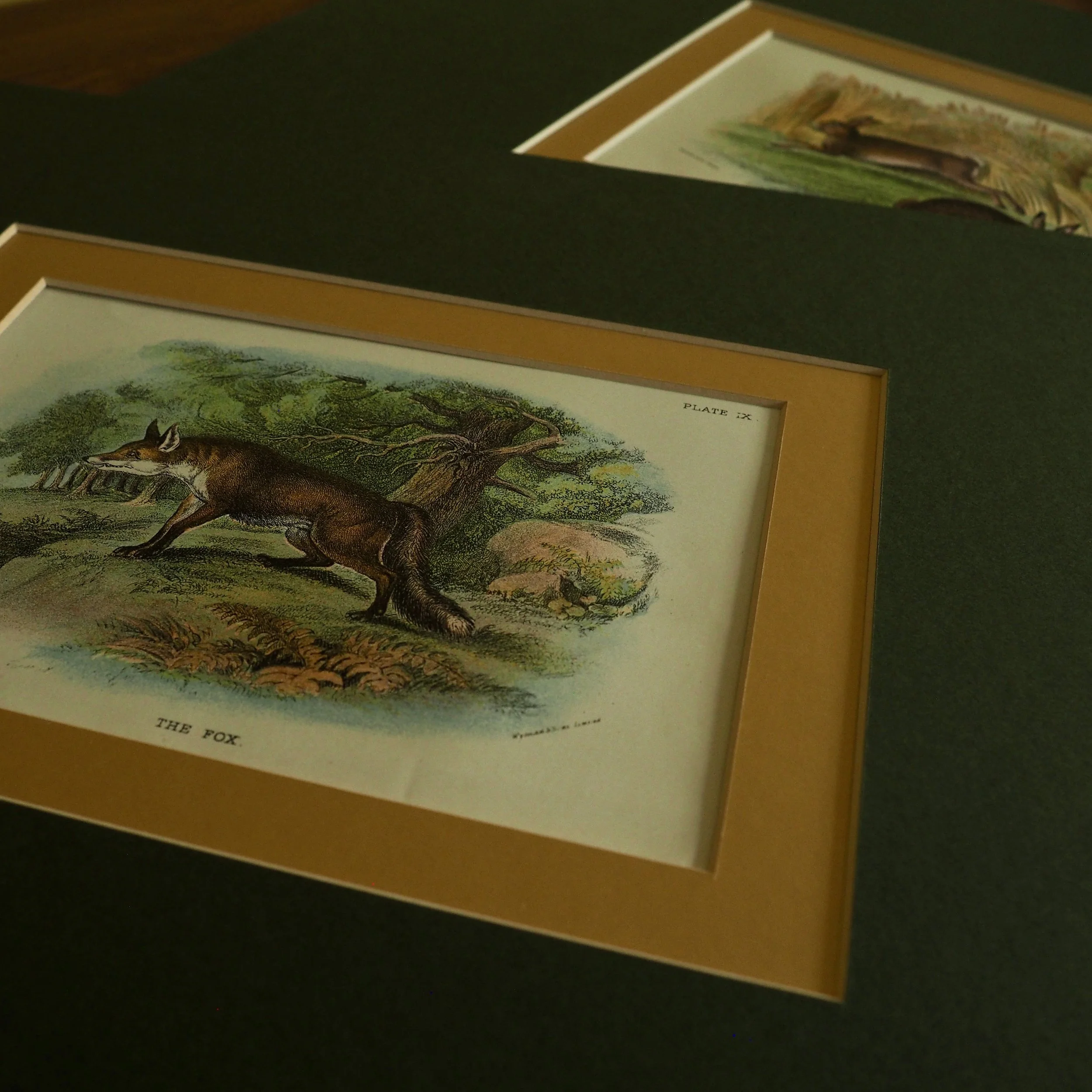 Two mounted vintage bookplates close up