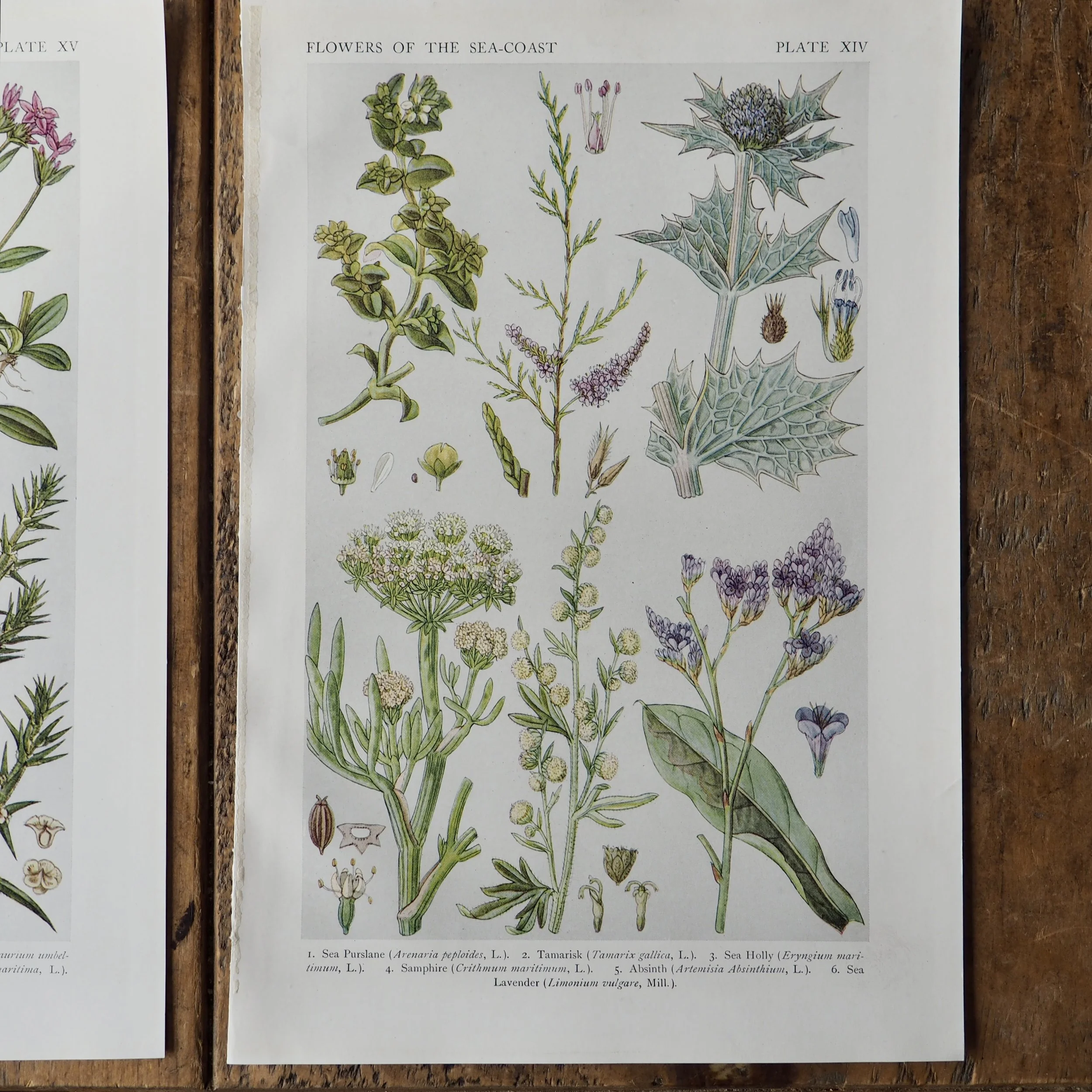 Vintage wildflower bookplate