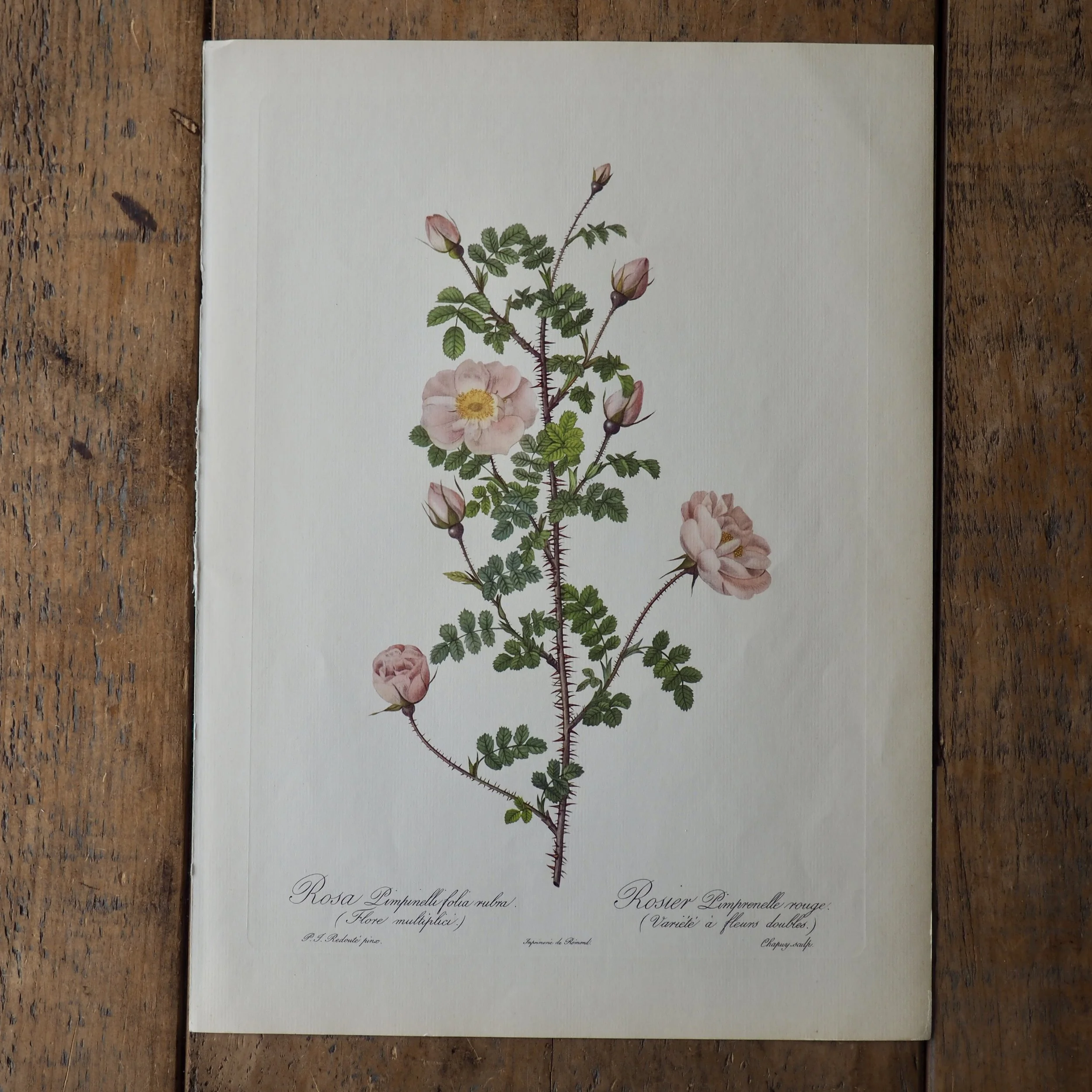 Pierre-Joseph Redoute Roses bookplate