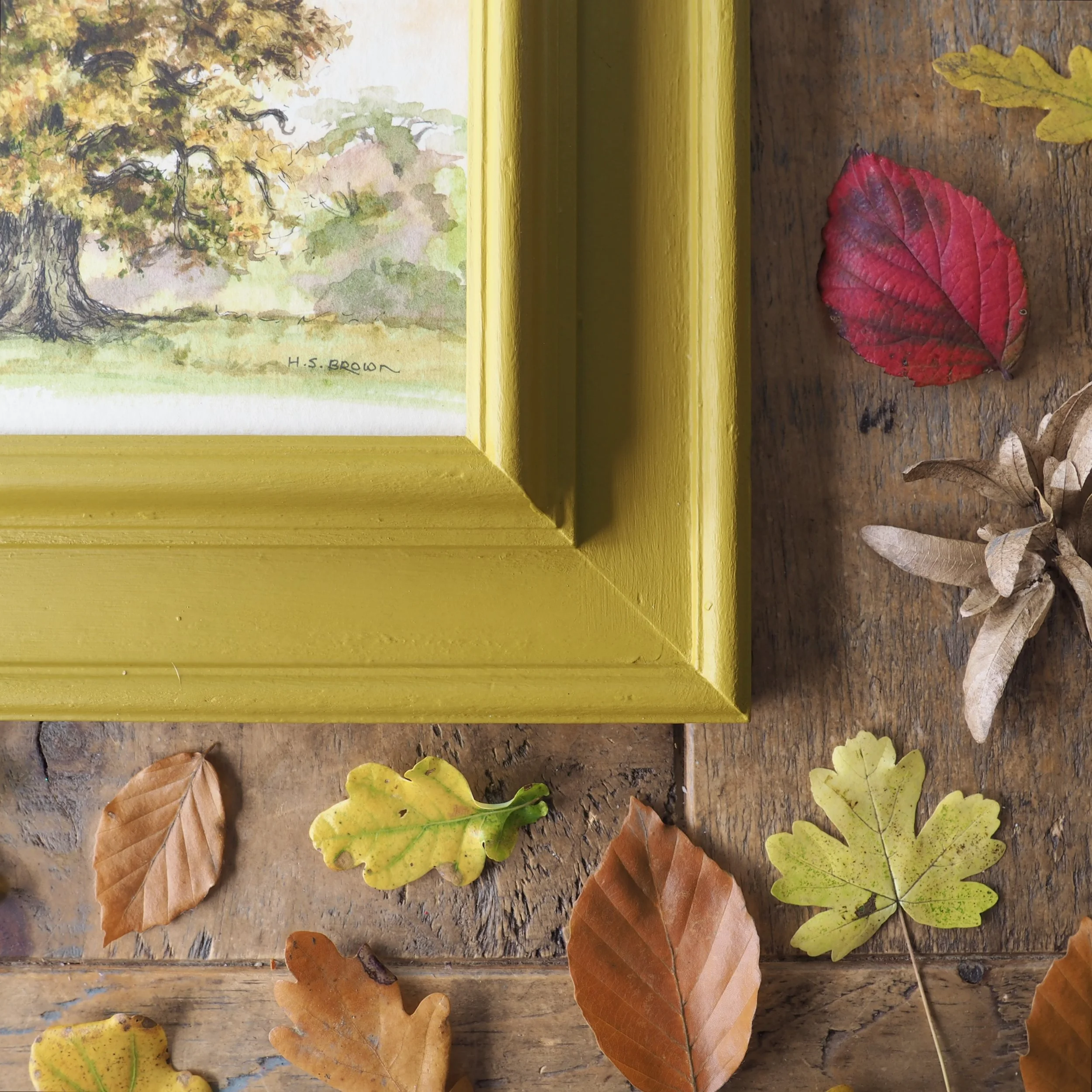 Signed watercolour of an oak in autumn by H S Brown