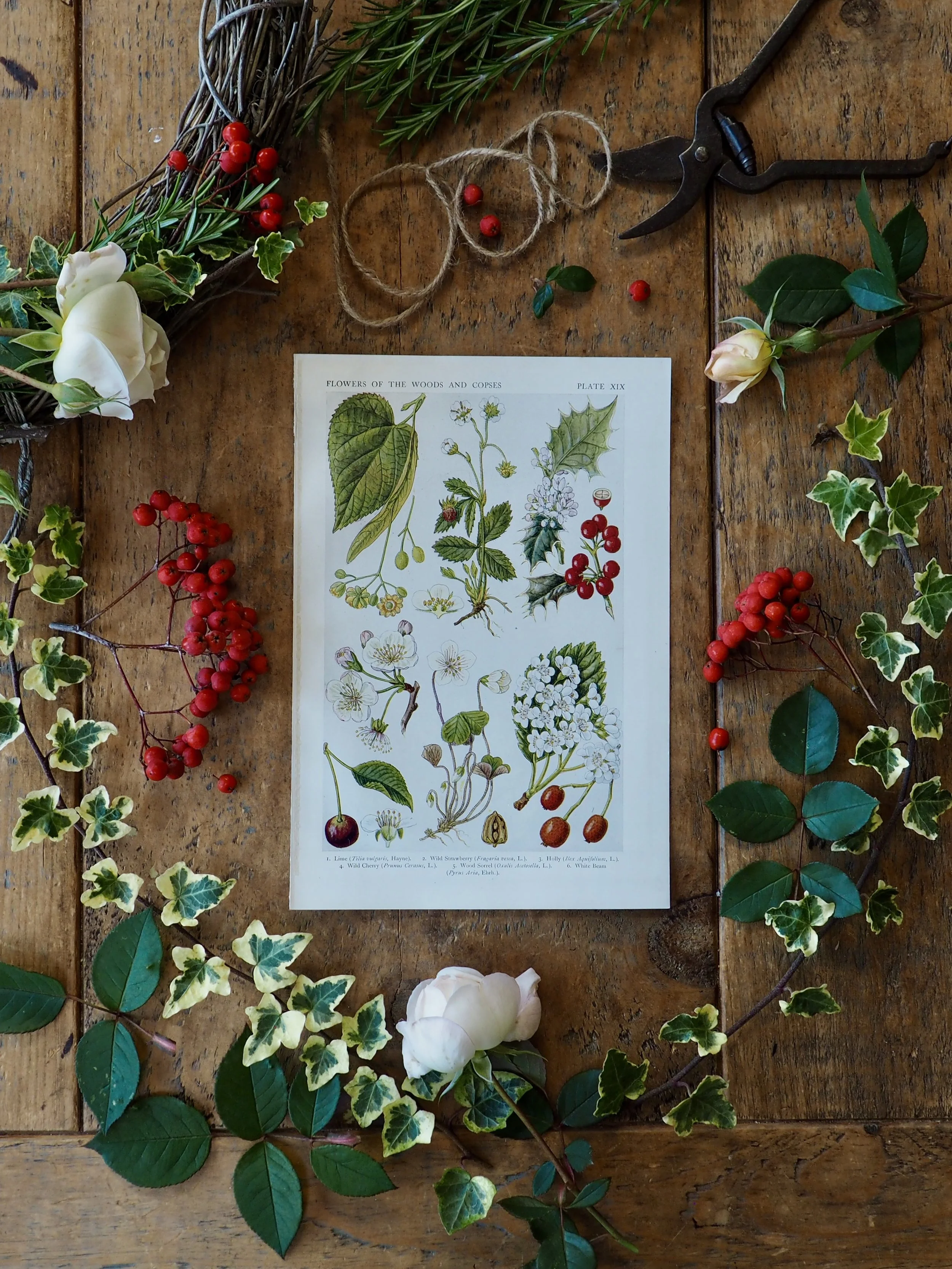 A vintage wildflower bookplate showing botanical illustrations surrounded by plants and berries