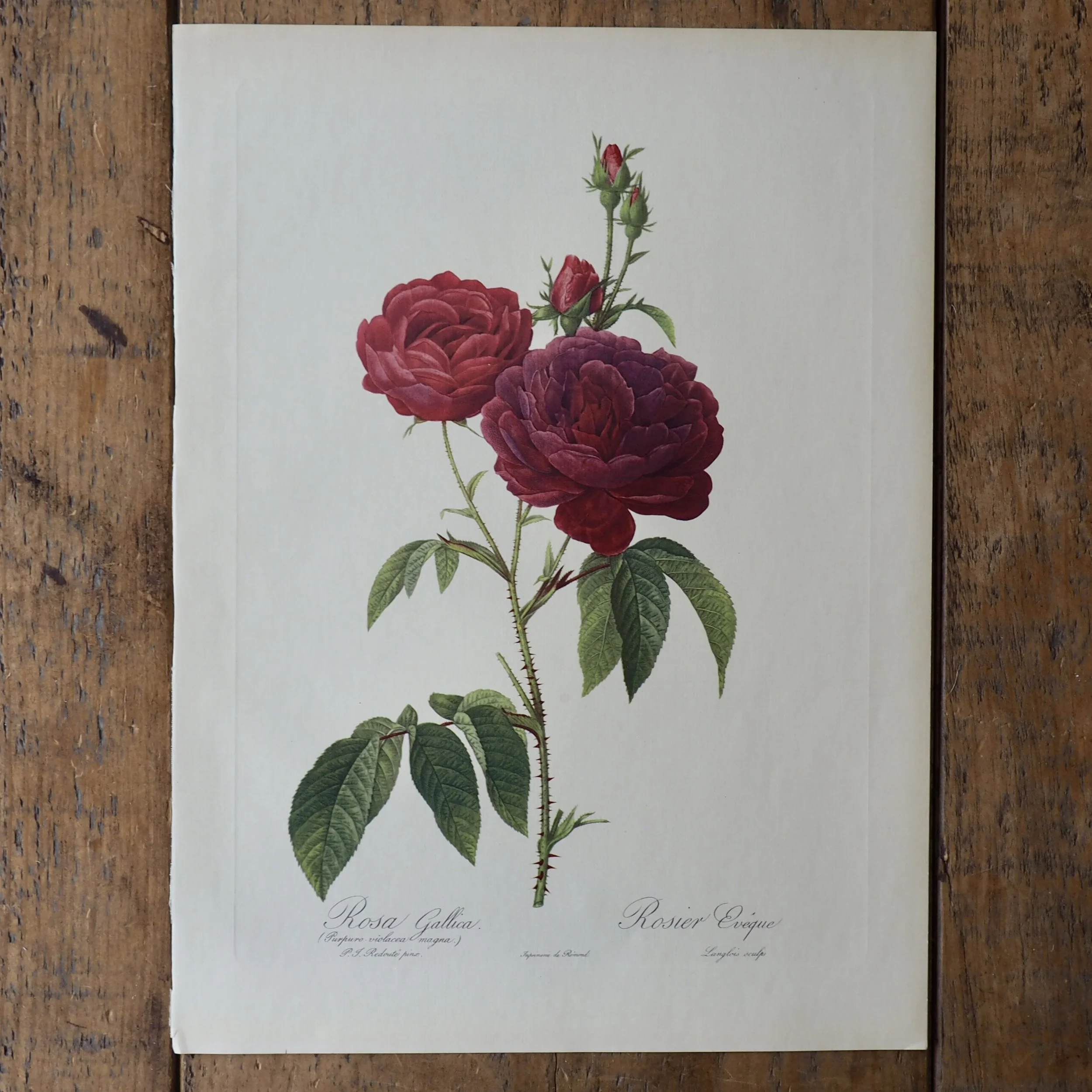 Pierre-Joseph Redoute Roses bookplate