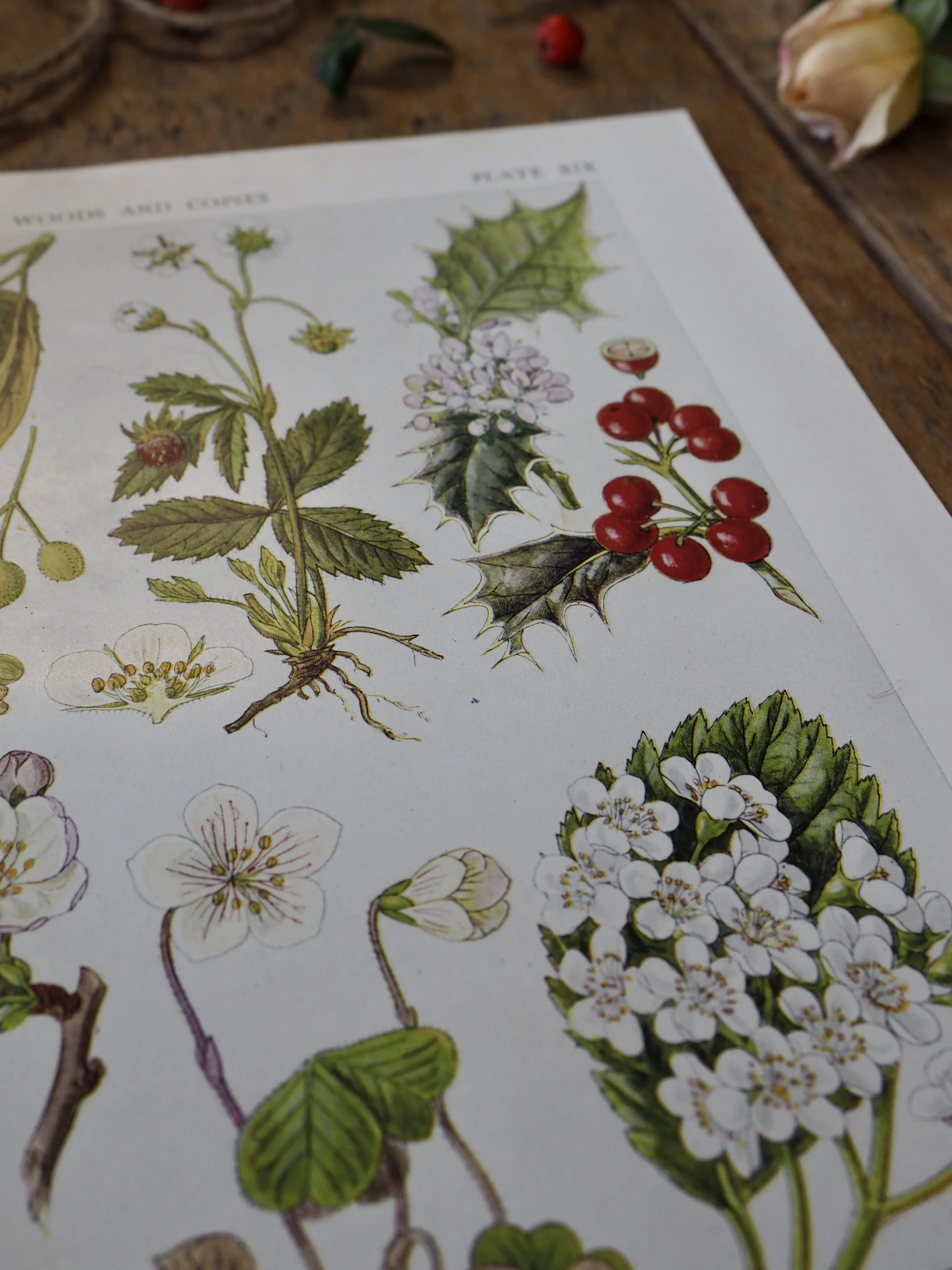 Vintage wildflower bookplate