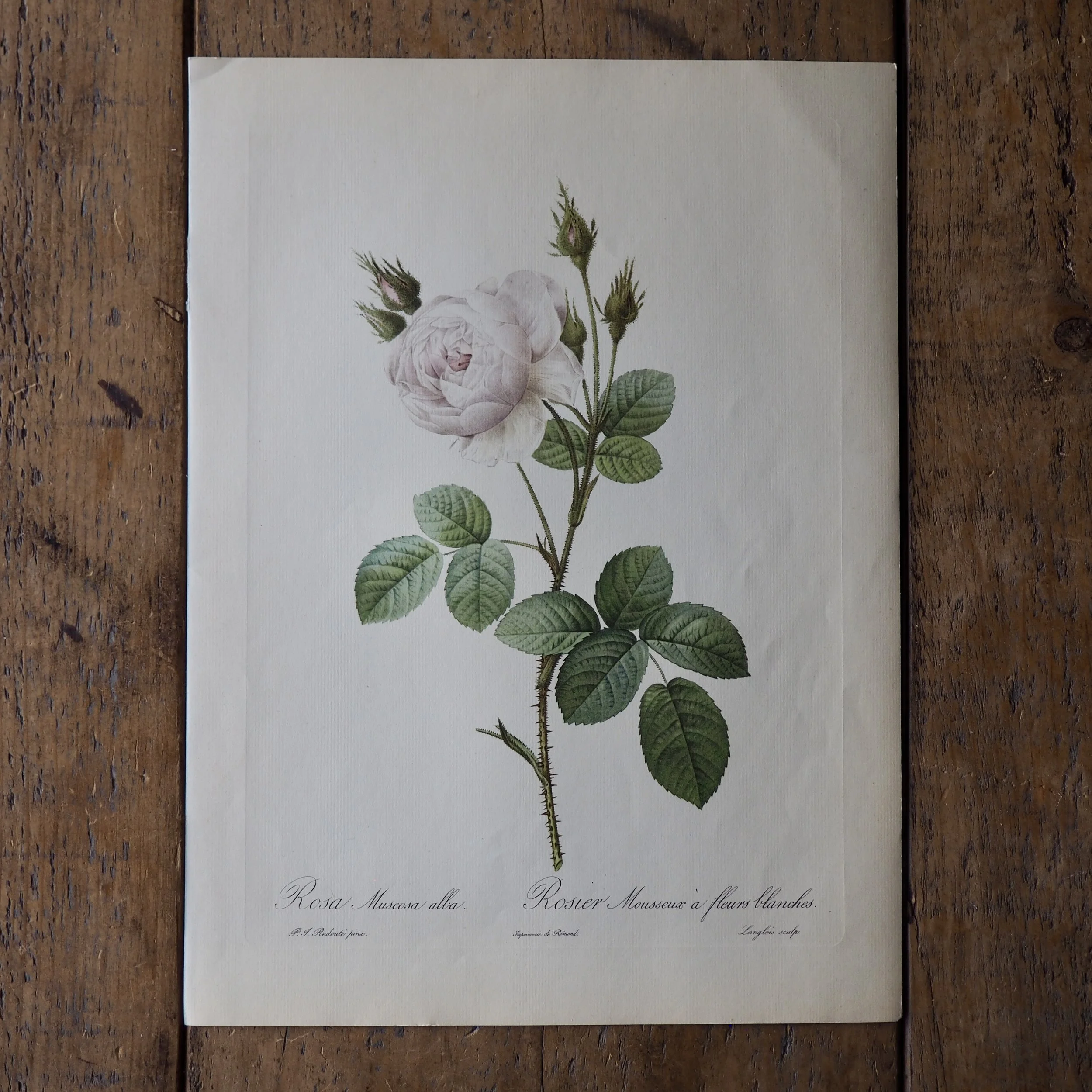 vintage botanical bookplate