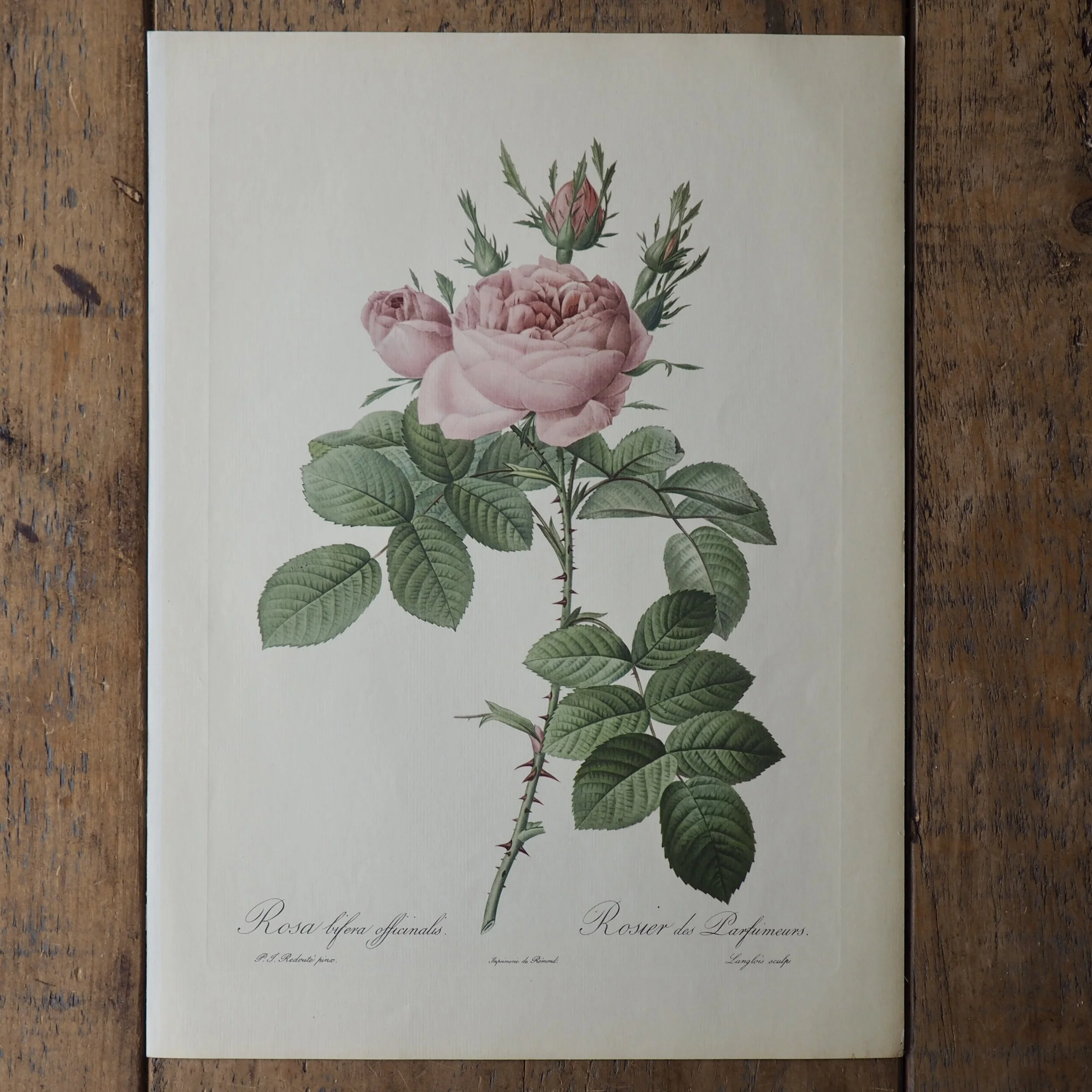 Pierre-Joseph Redoute Roses bookplate