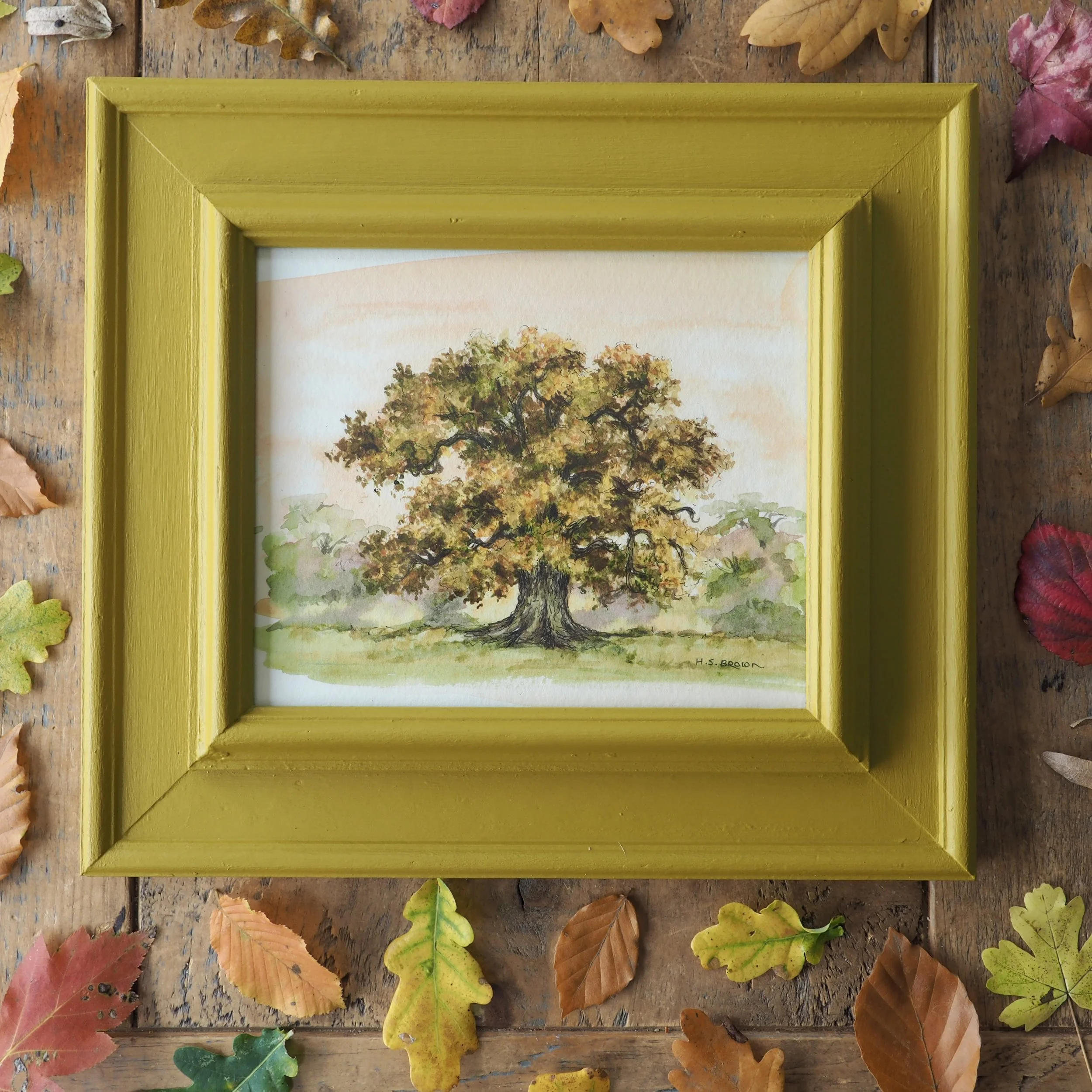 Framed + signed watercolour of a Oak in Autumn