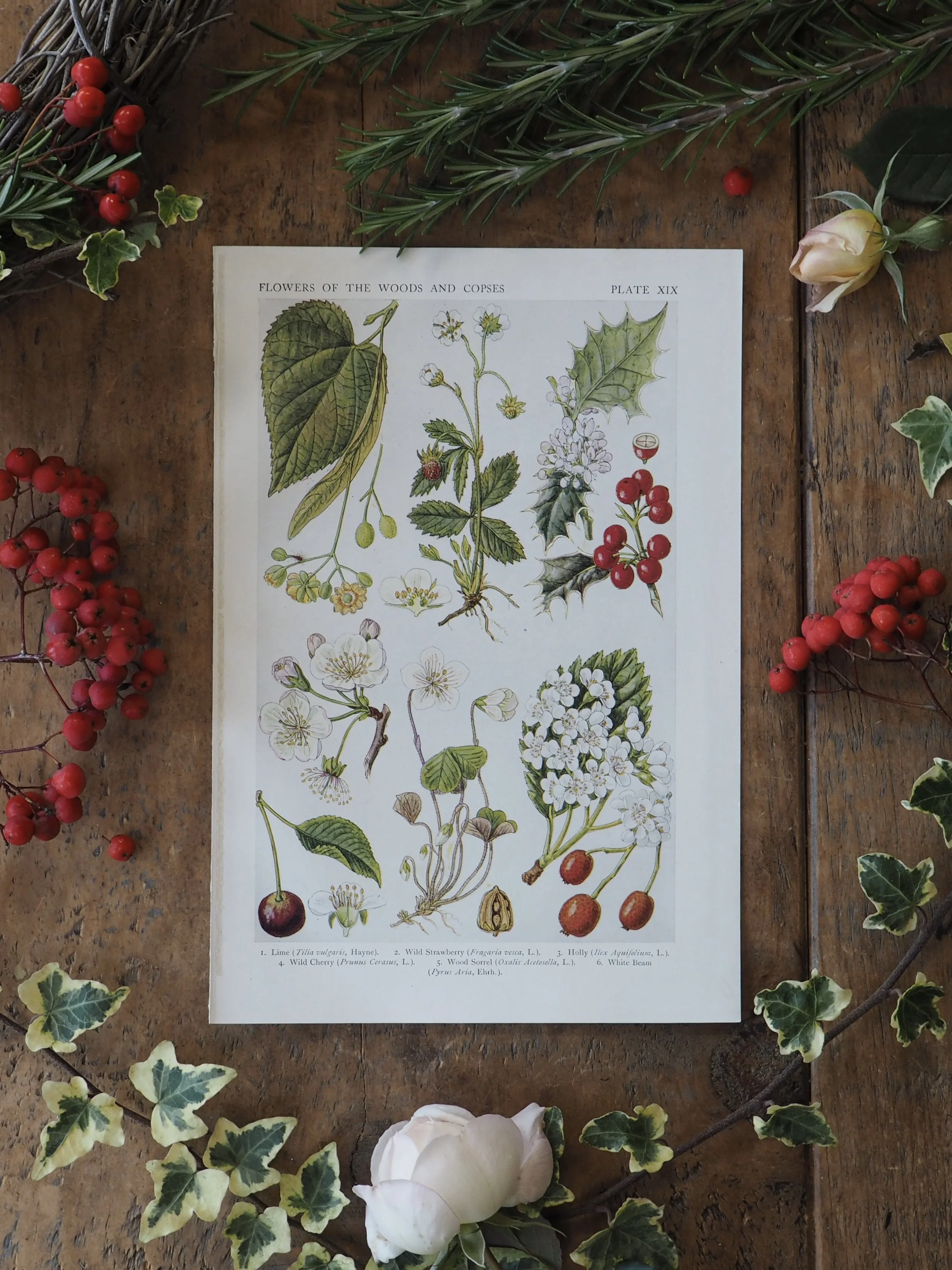 Wildflower botanical bookplate vintage depicting holly and other flowers