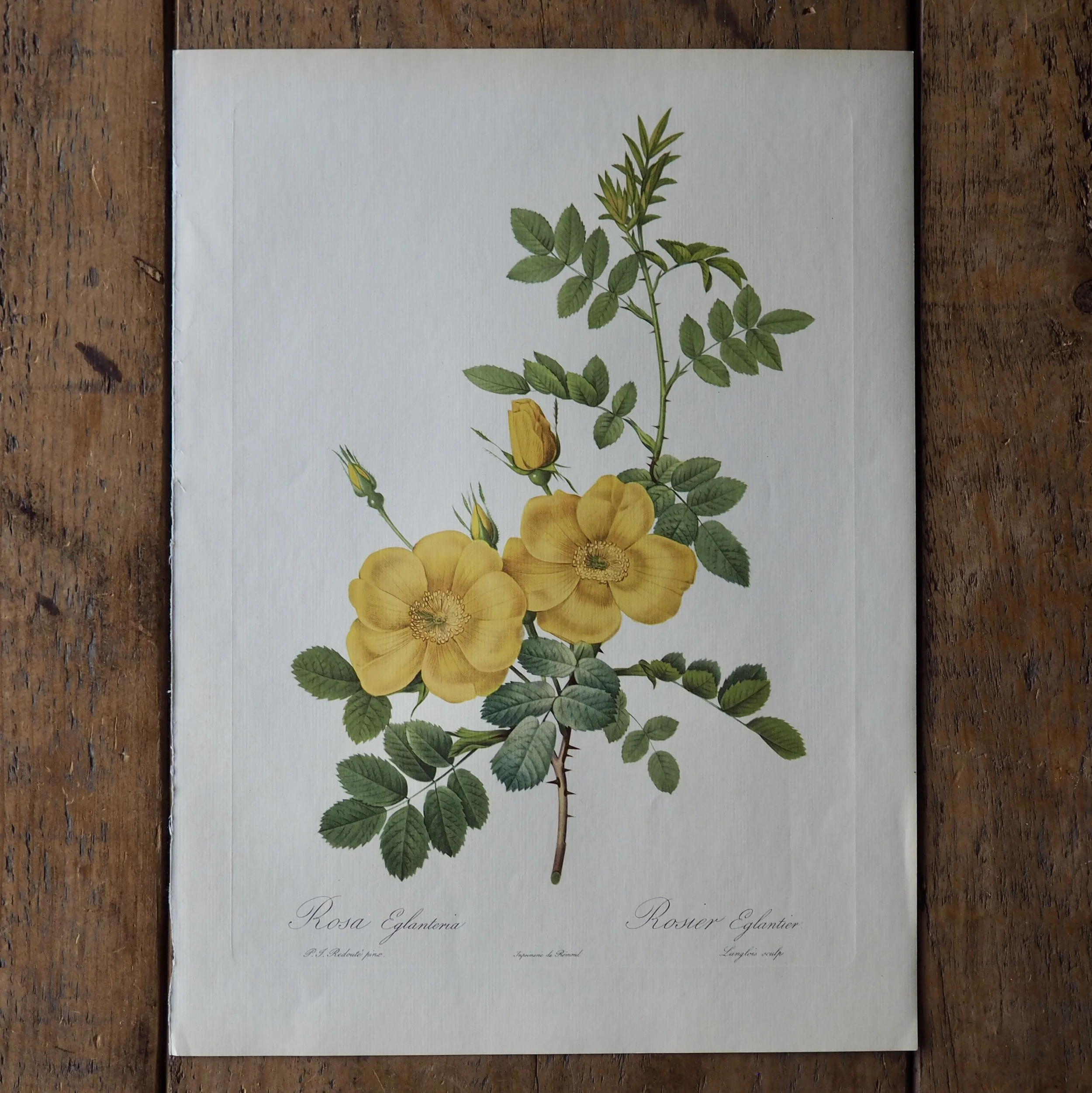 Pierre-Joseph Redoute Roses bookplate