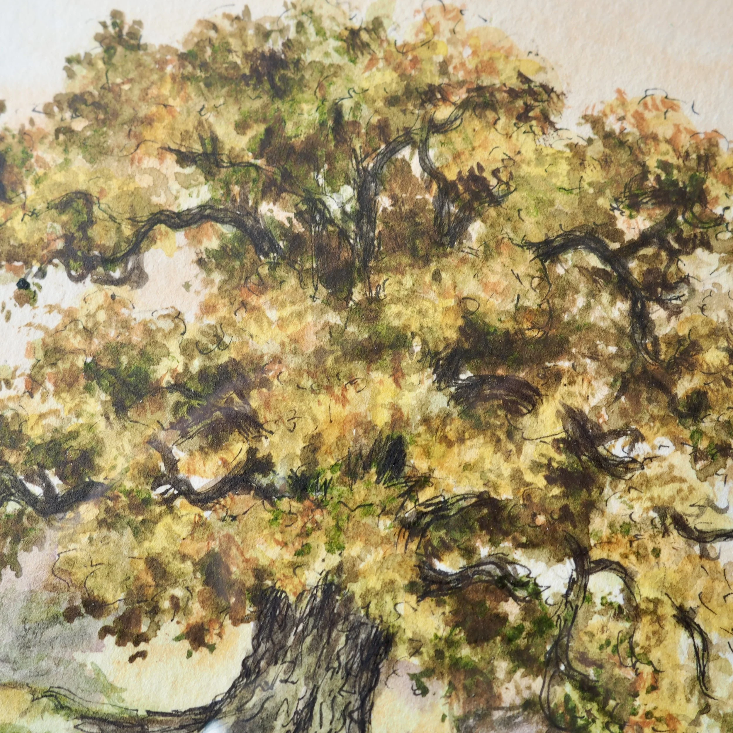 Close up of a watercolour of an oak tree in autumn