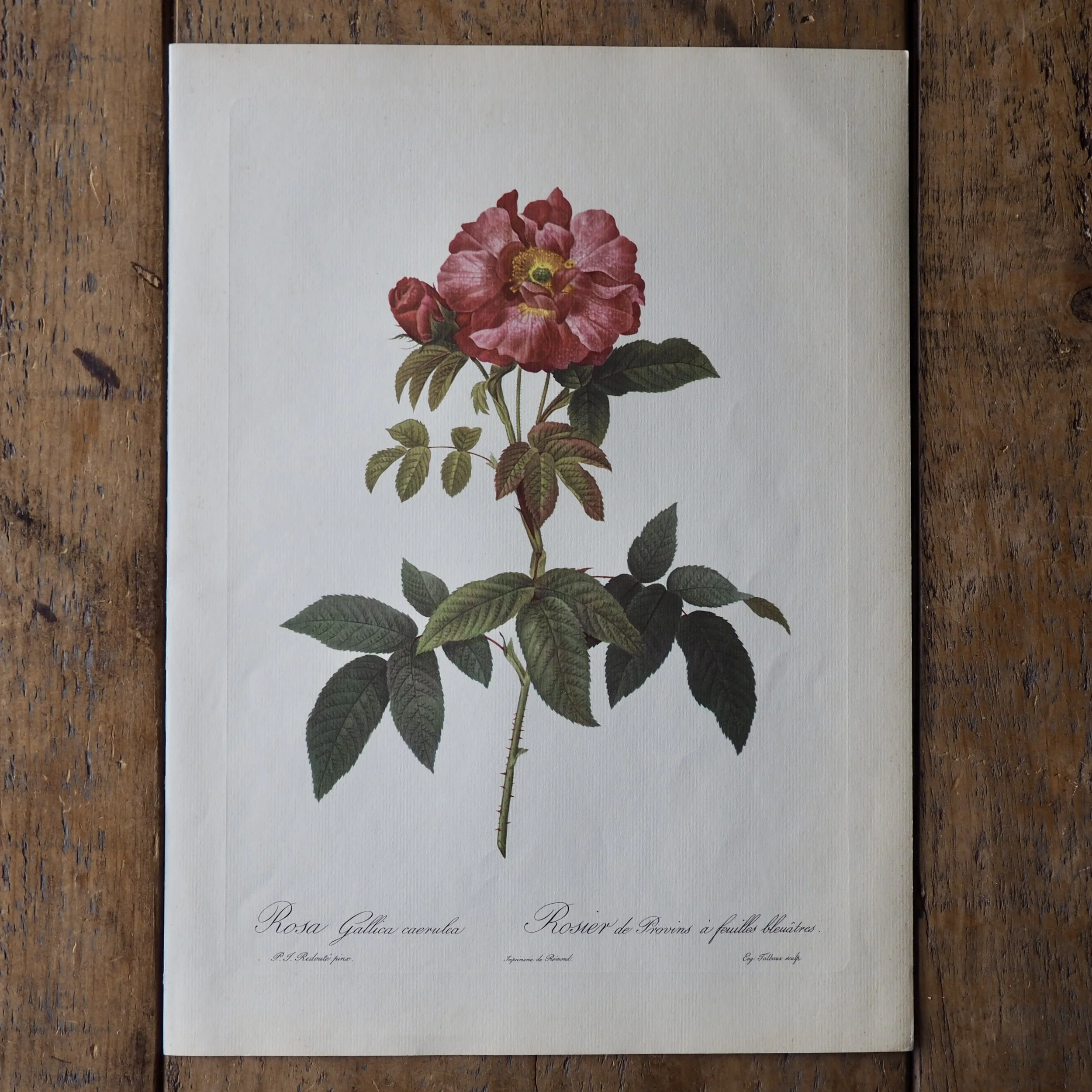 Pierre-Joseph Redote Roses bookplate