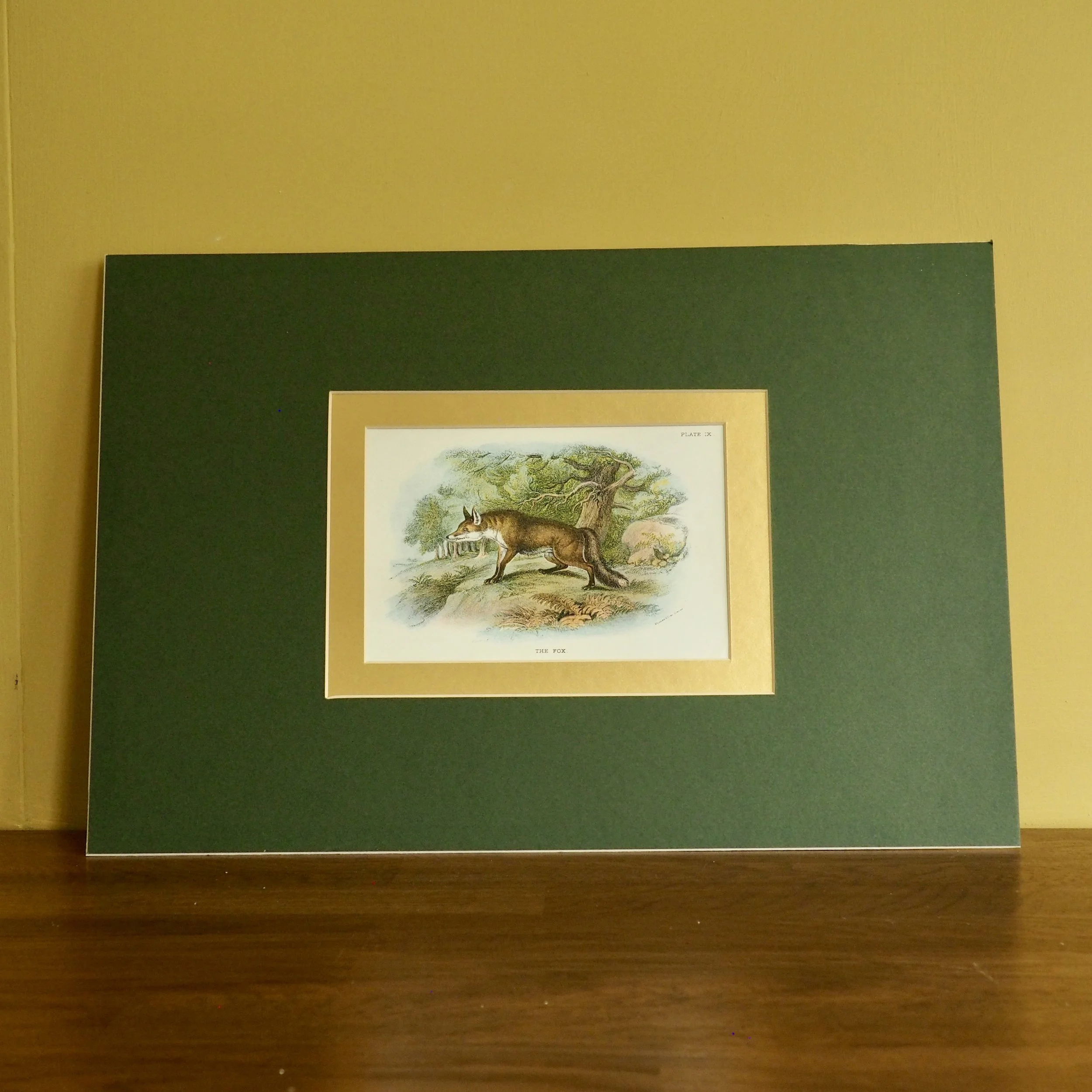 Mounted vintage bookplates of a fox