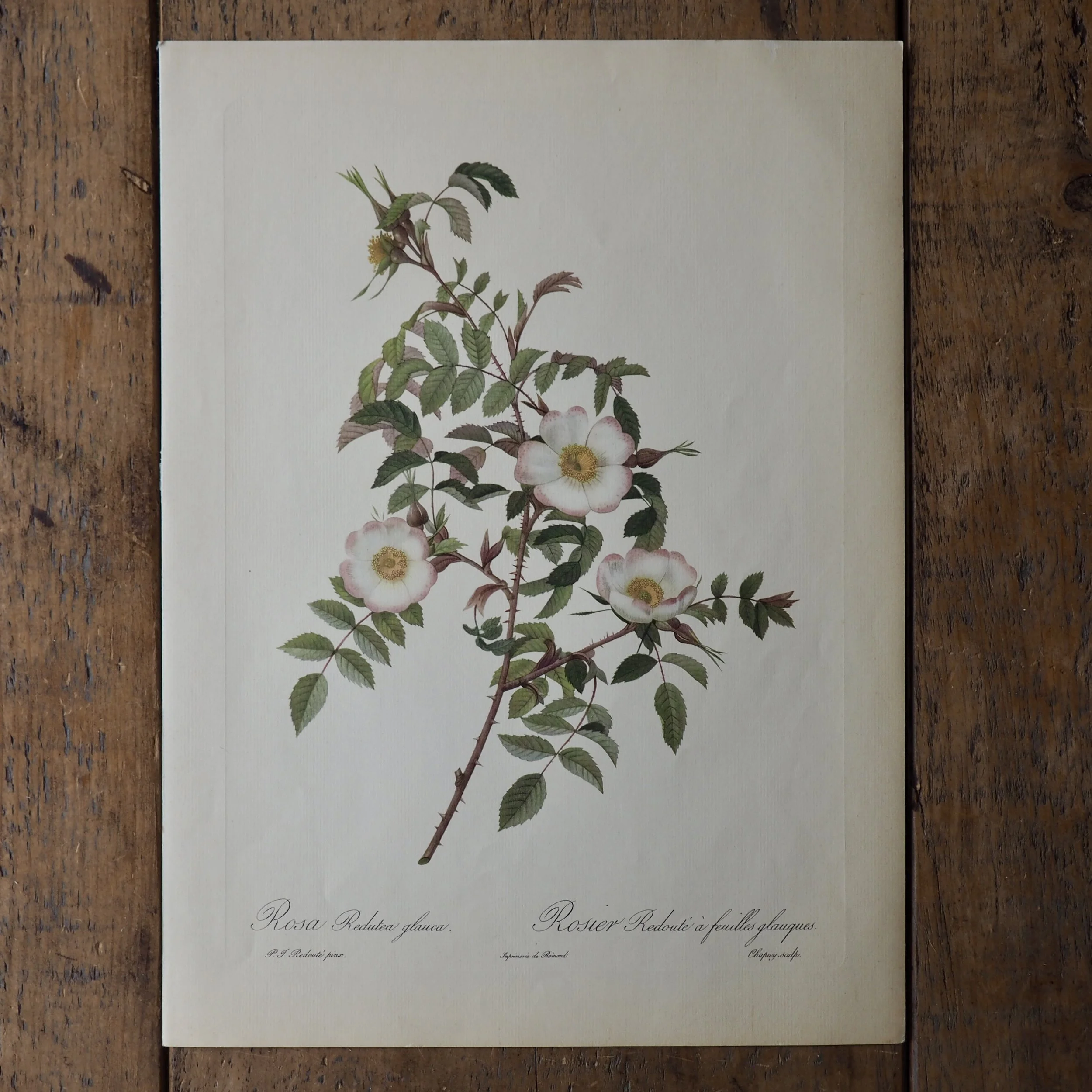 Pierre-Joseph Redoute Roses bookplate