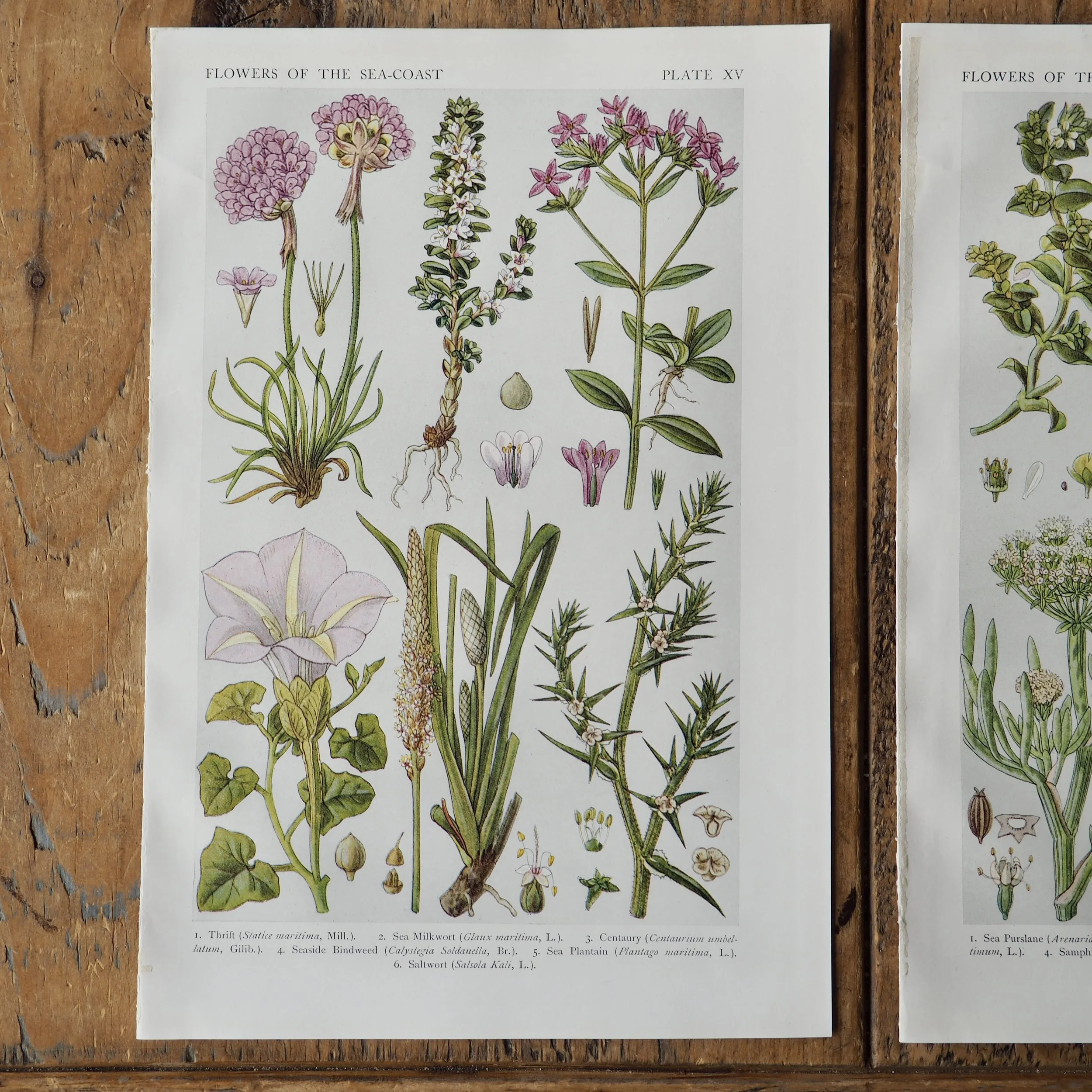 vintage wildflower bookplate- flowers of the sea coast