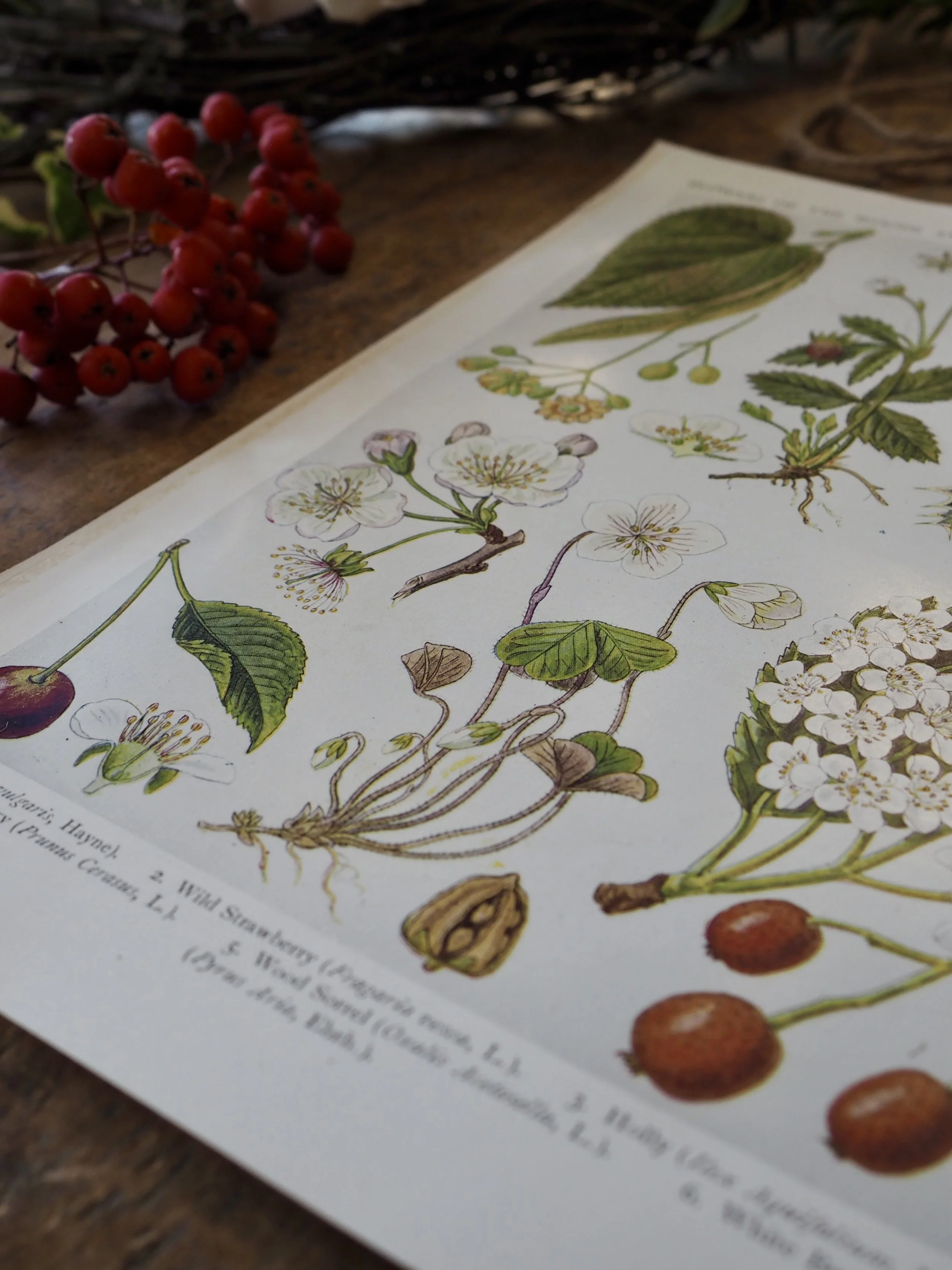 Close up of vintage wildflower bookplate