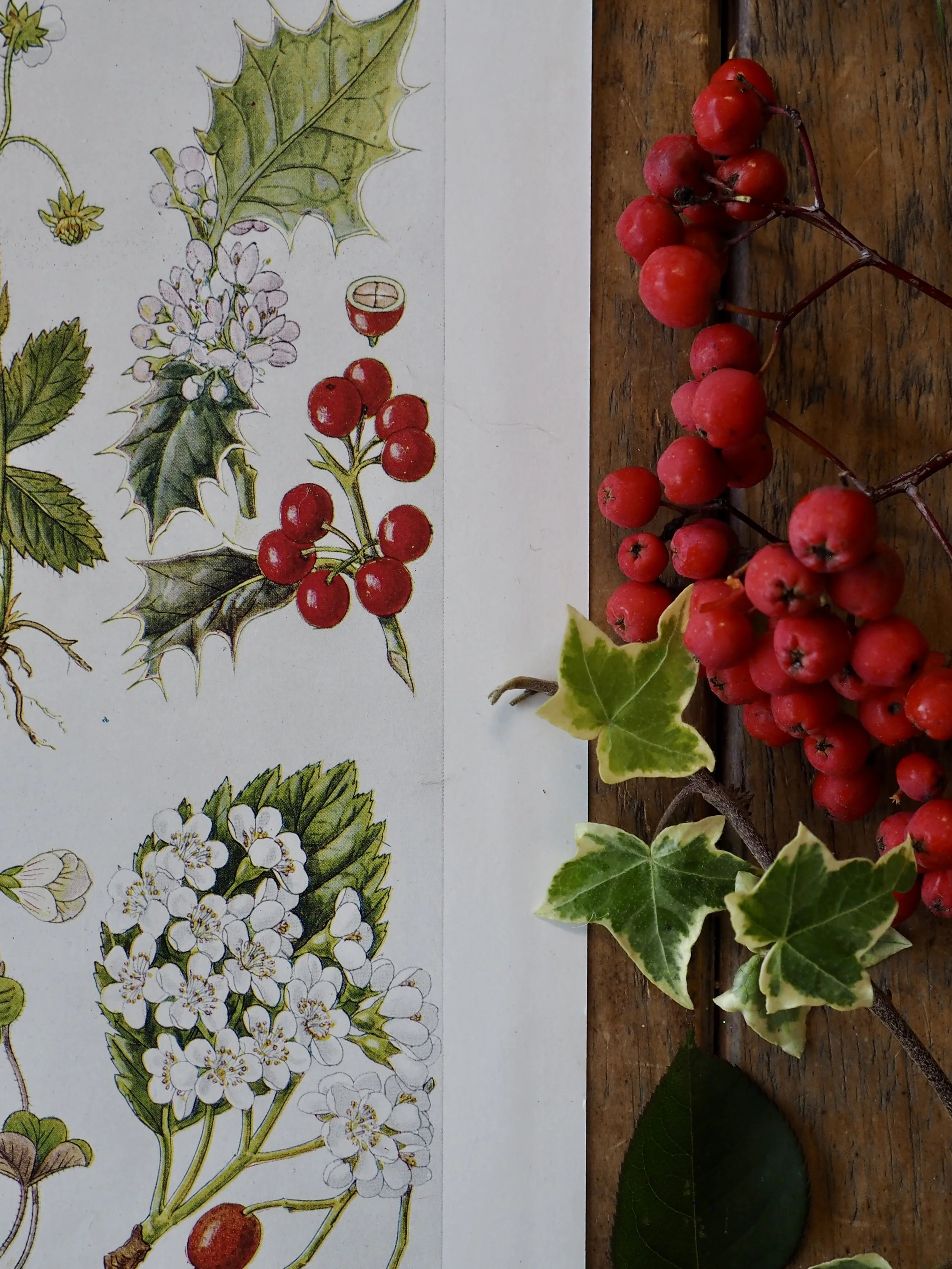 Vintage wildflower bookplate and red Rowan berries