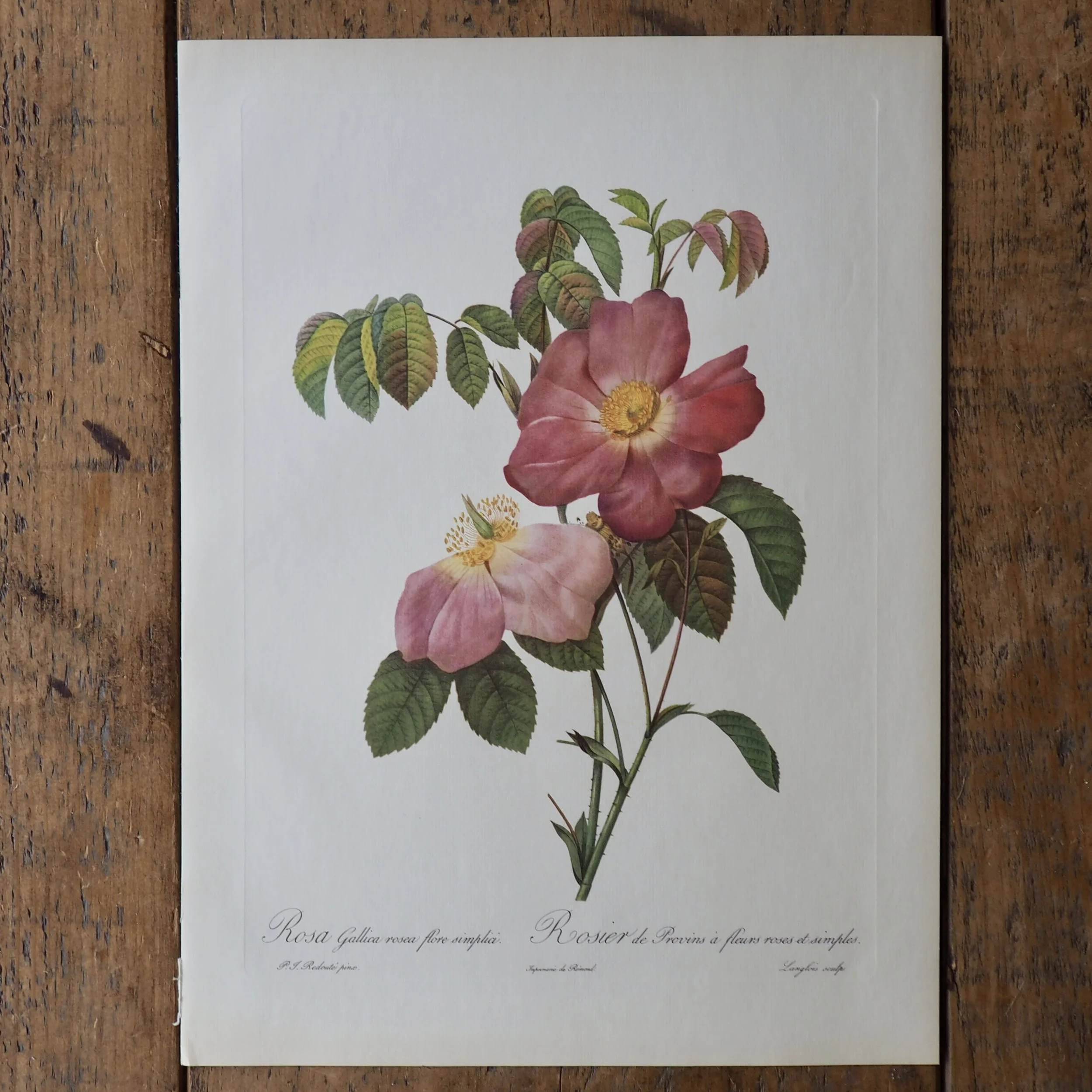 Pierre-Joseph Redoute Roses bookplate