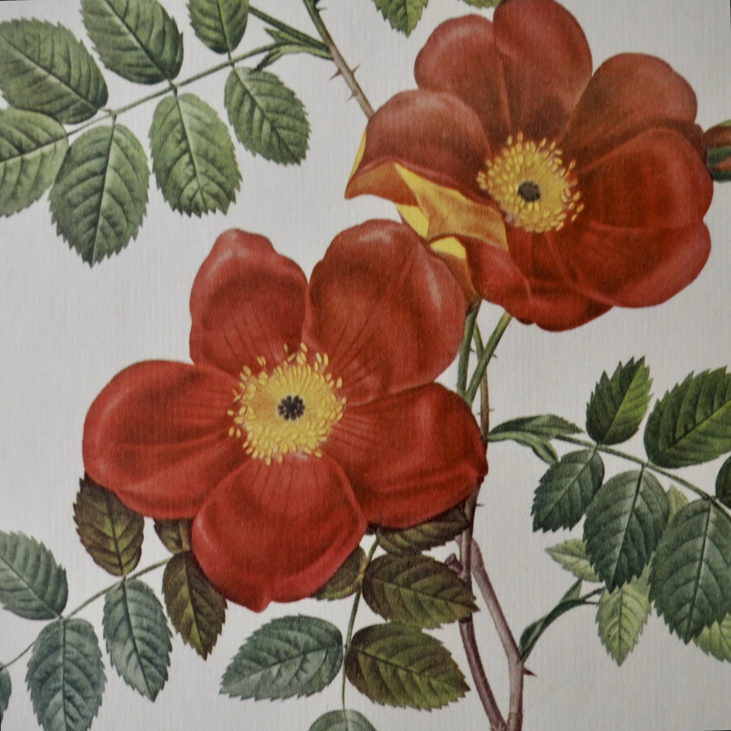 close up of vintage roses bookplate