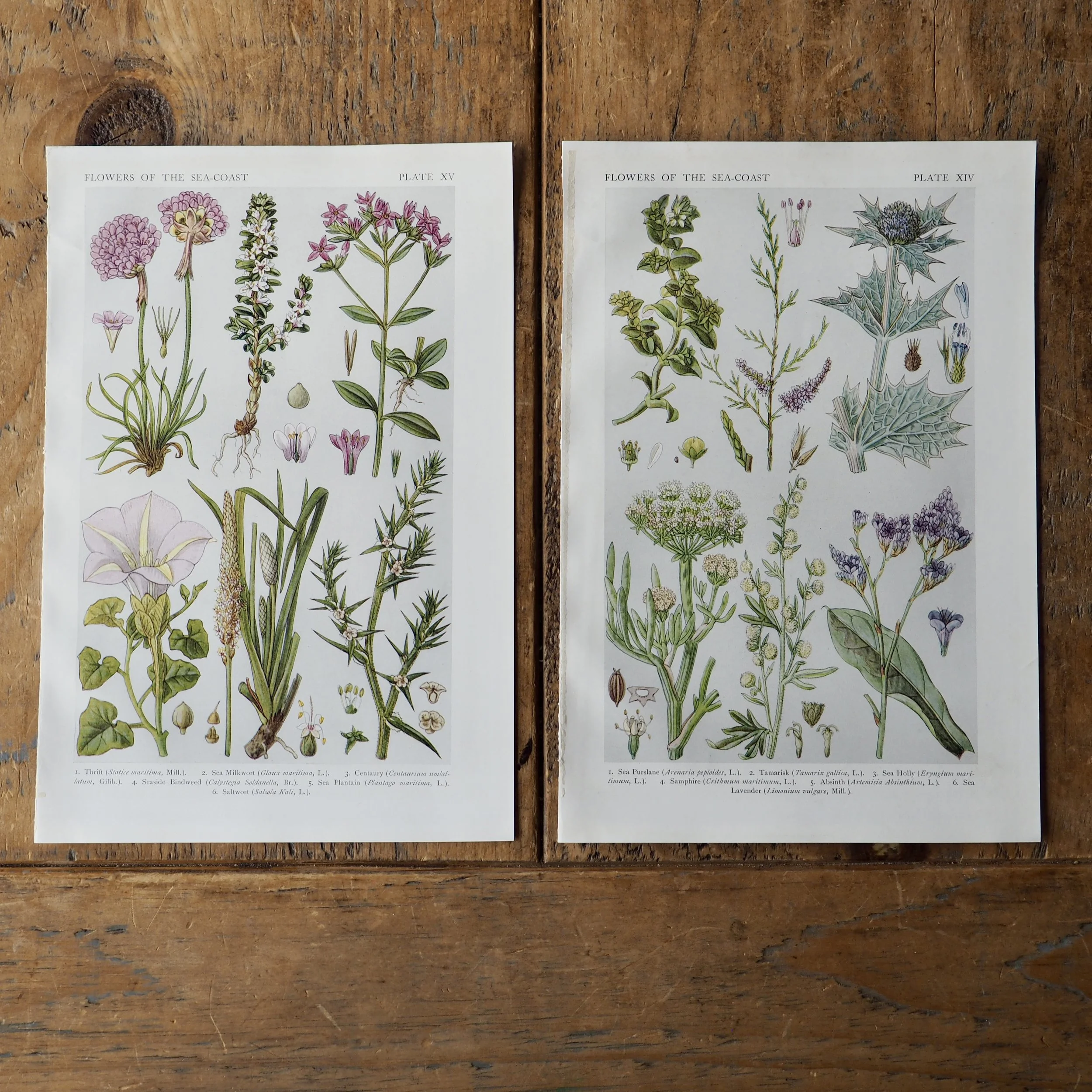 Pair of wild flower bookplates
