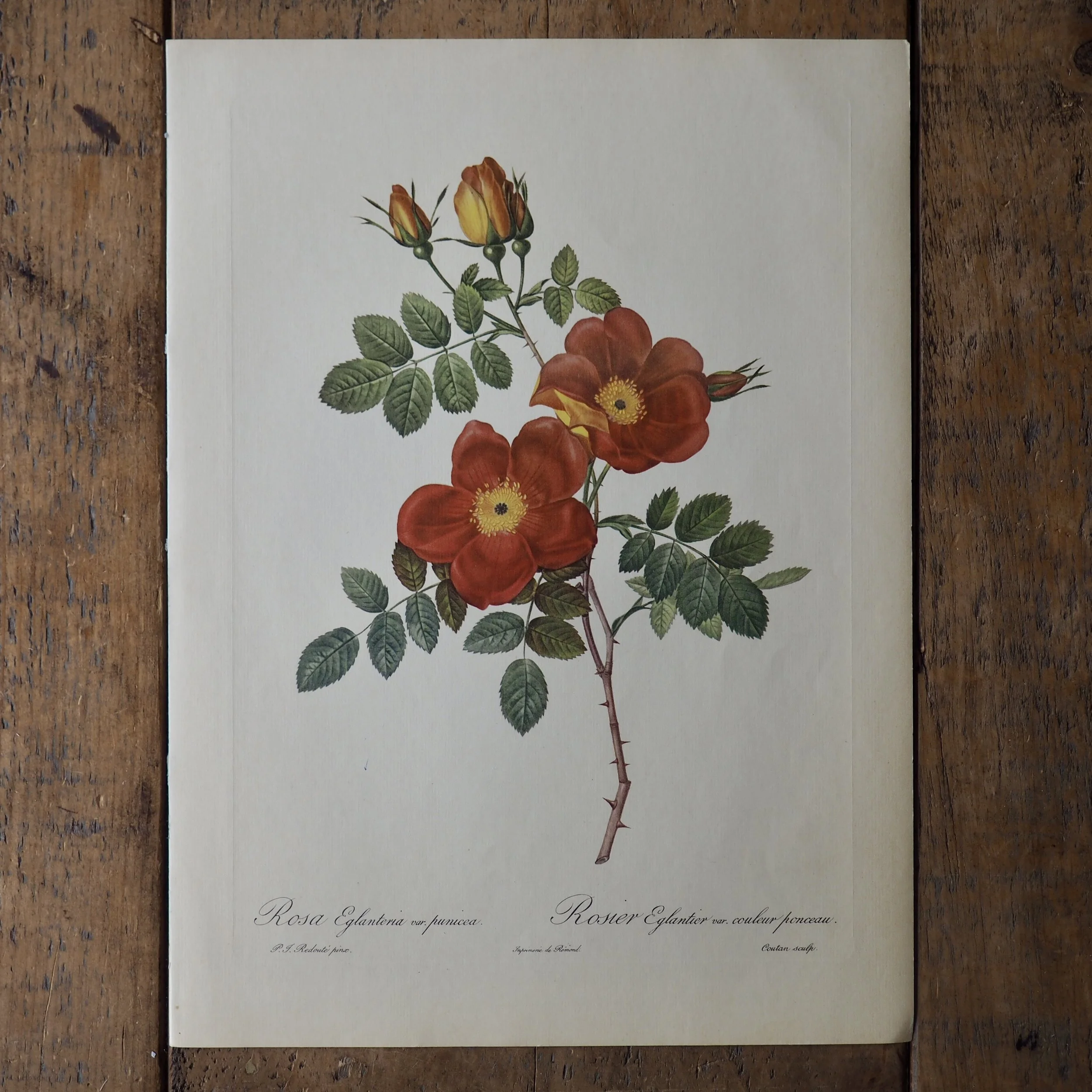 Pierre-Joseph Redoute Roses bookplate
