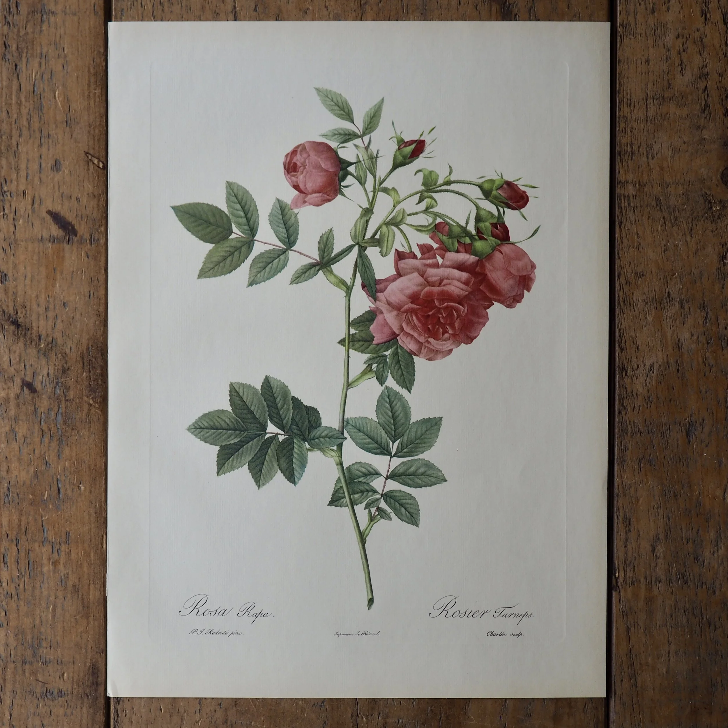 Pierre-Joseph Redoute Roses bookplate